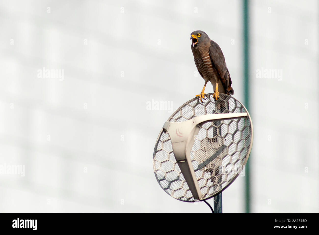 Ein strassenrand Hawk (Rupornis magnirostris) auf eine Satellitenschüssel in der Stadt Cali, Kolumbien thront. Stockfoto