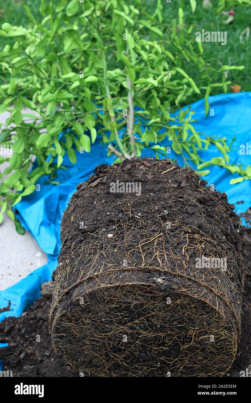 Kaffir Limette Citrus hystrix Pflanze zeigt Wurzeln und Boden, bereit, in einem neuen Topf wieder angepflanzt zu werden Stockfoto