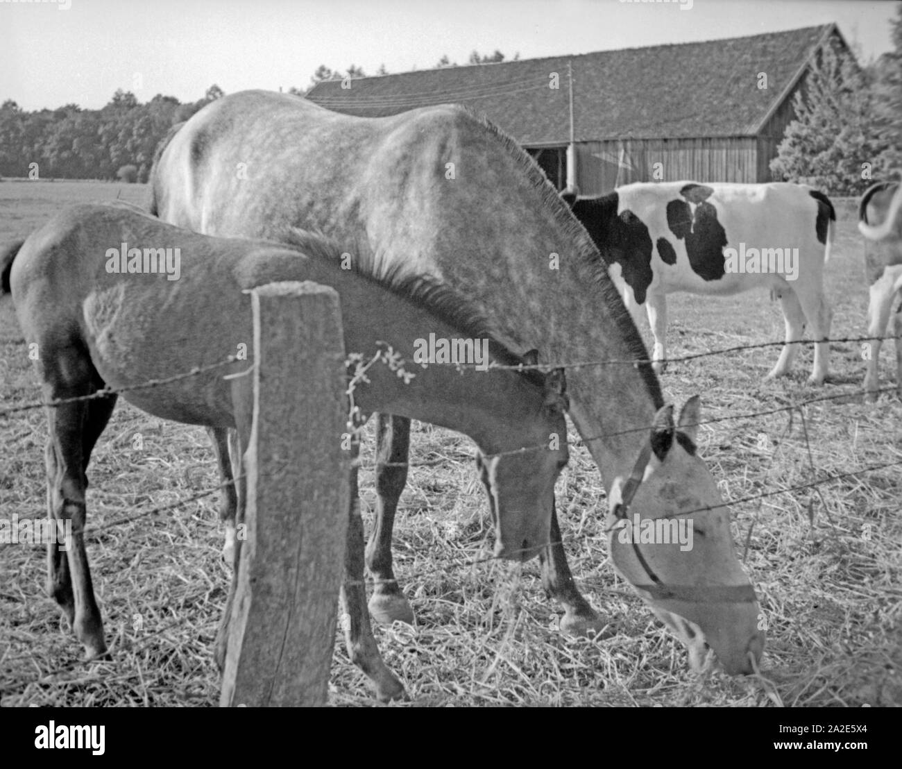 Rinder und Pferde in einer Viehkoppel bei Alt Lappönen in Ostpreußen, 1930er Jahre. Rinder und Pferde auf einer Koppel in der Nähe von Alt Lappoenen, Ostpreußen, 1930er Jahre. Stockfoto
