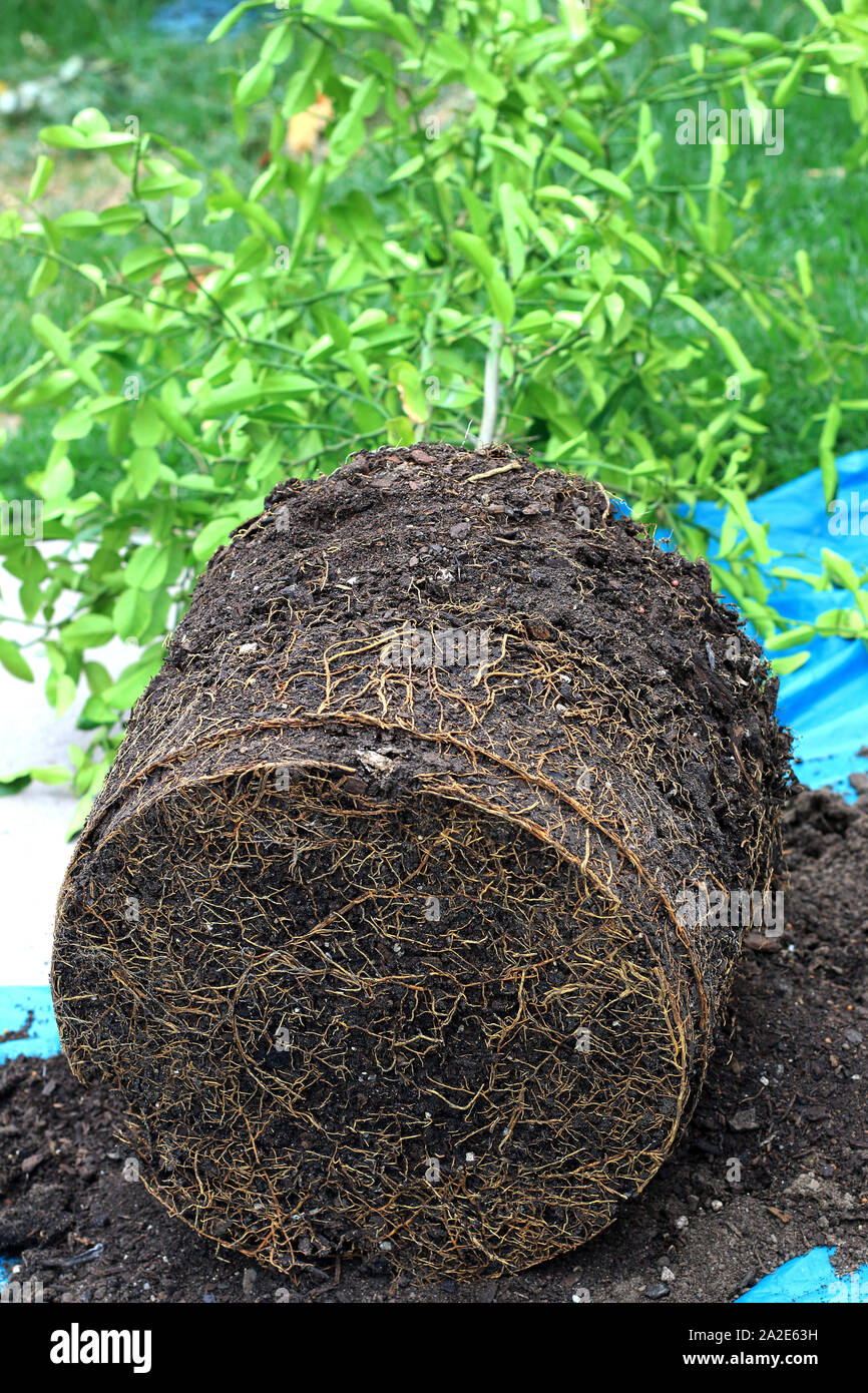 Kaffir Limette Citrus hystrix Pflanze mit Wurzeln und Boden, bereit, in einem neuen Topf umgepflanzt werden Stockfoto