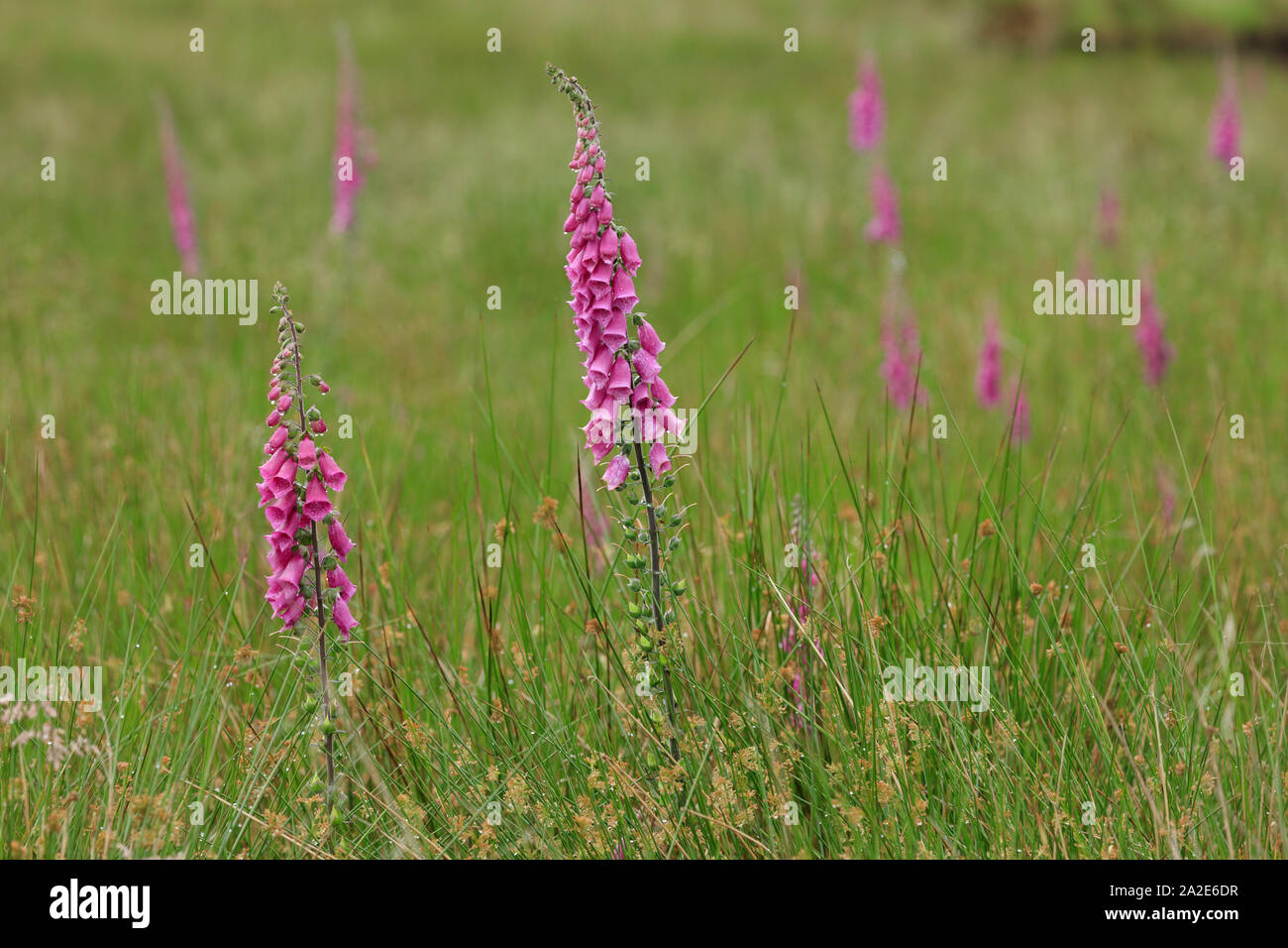 Digitalis purpurea, wie Fingerhut, gemeinsame Fingerhut, purpurrote Fingerhut oder Lady's Handschuh bekannt. Stockfoto