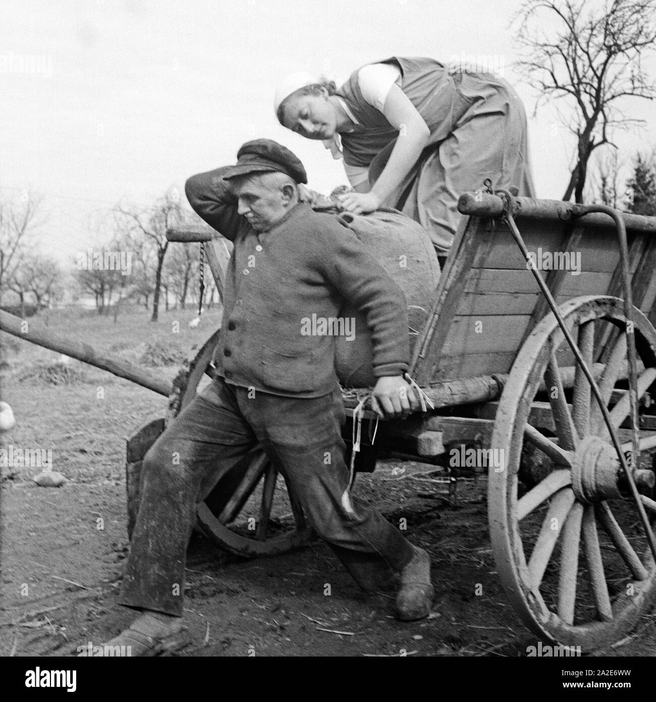 Eine Frau hilft einem Bauern beim weiblichen Arbeitsdienst in Molkenberg bei Fürstenwalde, Deutschland 1930er Jahre. Eine Frau zu helfen, ein Bauer auf die weibliche belegschaft Gruppe von Molkenberg, Deutschland 1930. Stockfoto