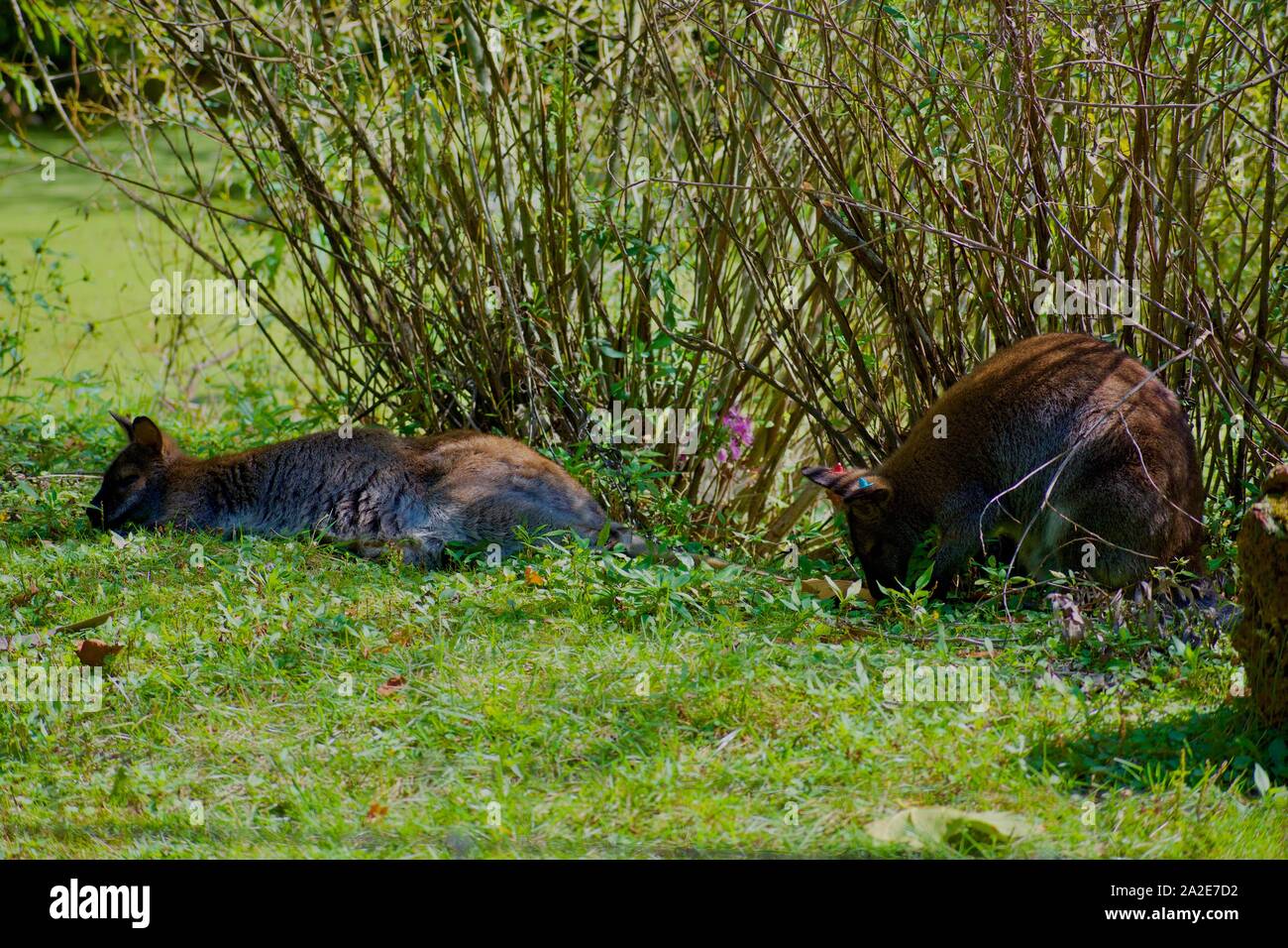 Zwei Wallaroos ruhen unter Pinsel Stockfoto