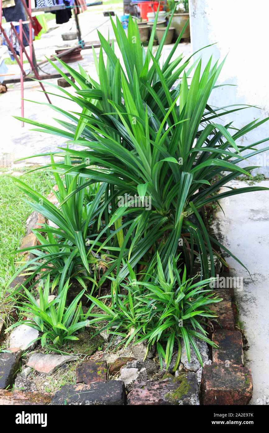 Home gewachsen Genießbare Pandanus amaryllifolius Stockfoto