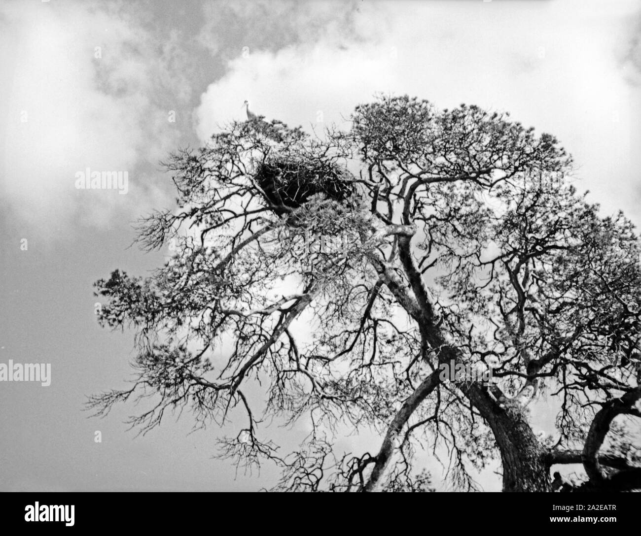 Storchennest in einer Kiefer in der Landschaft in Ostpreußen, 1930er Jahre. Stork's Nest auf einer Kiefer in Ostpreußen, 1930er Jahre. Stockfoto