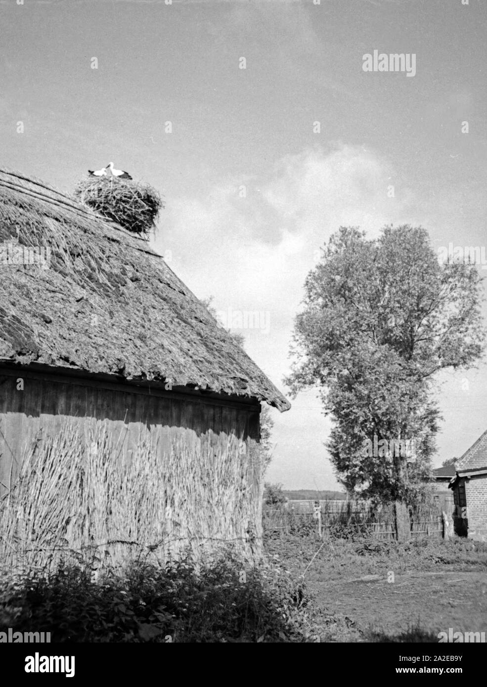 Ein Bauerngut mit Storchennest in dommelhof am Spirdingsee in Masuren, Ostpreußen, 1930er Jahre. Eine Farm mit dem Storchennest in der Nähe Dommelhof Spirdingsee See in Masuren, Ostpreußen, 1930er Jahre. Stockfoto