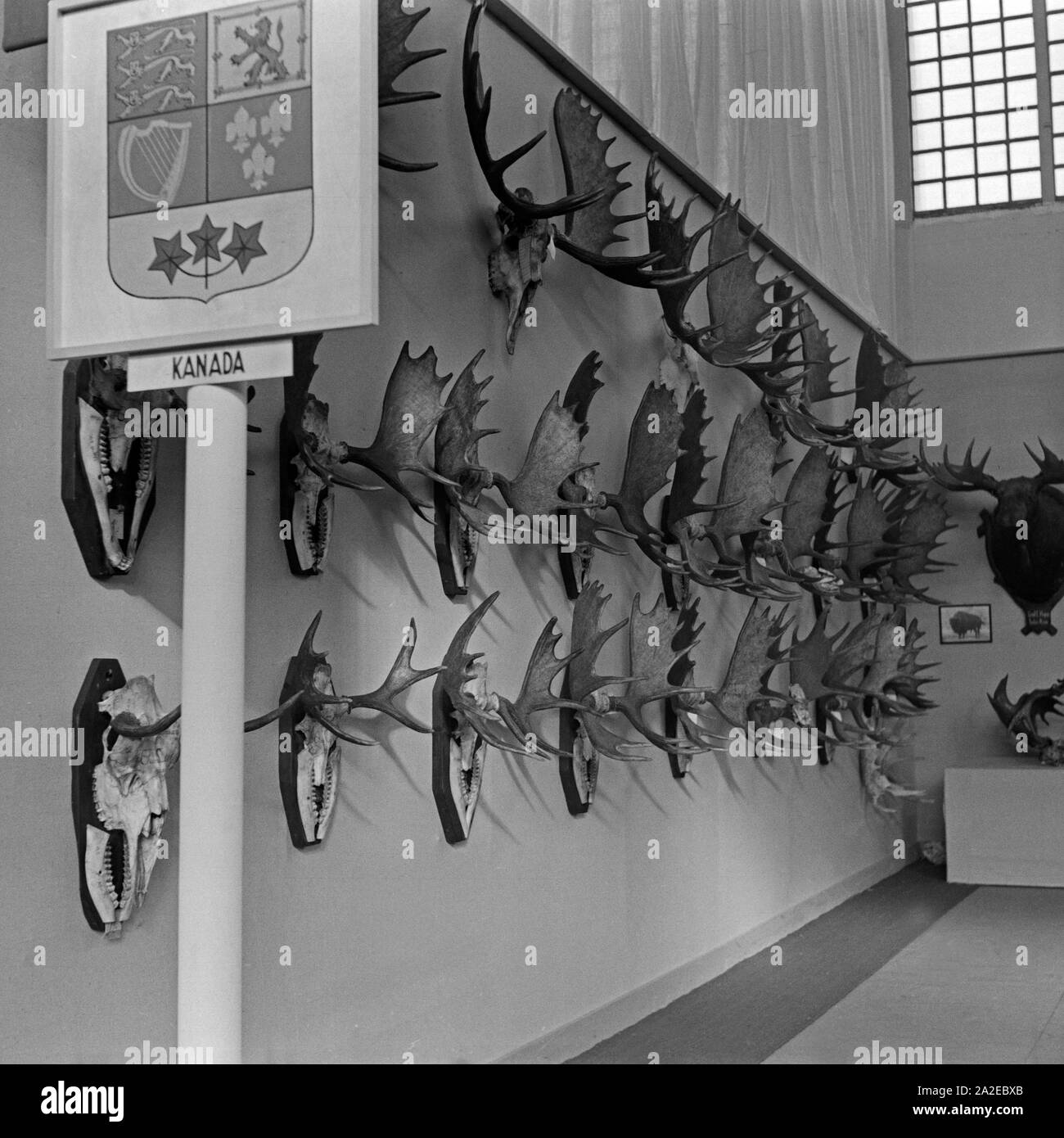 Der Pavillon von Kanada auf der Internationalen Jagdausstellung Berlin 1937 zeigt Elchgeweihe, Deutschland 1930er Jahre. Der Pavillon von Kanada an der internationalen Jagd Ausstellung zeigt Elch Geweih, Berlin 1937, in Deutschland 1930. Stockfoto