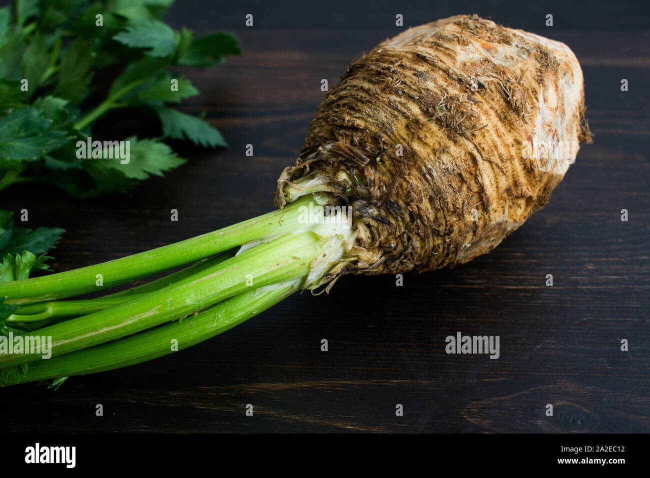Sellerie mit Stängel und Blätter: Roh Knollensellerie Zwiebel mit Stängel und Blätter auf einem dunklen Hintergrund Stockfoto