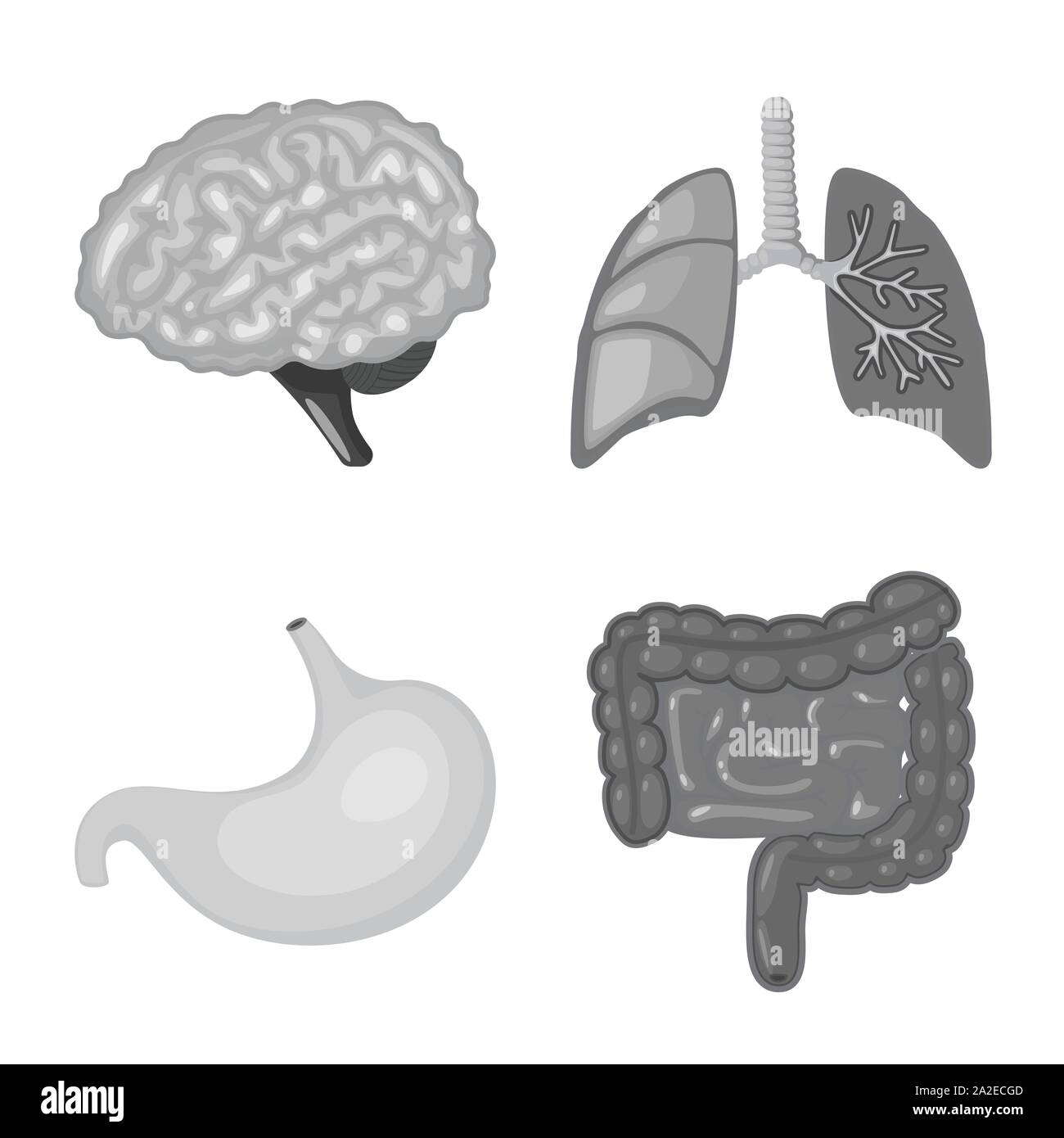 Isoliertes Objekt von internen und medizinische Symbol. Einstellen der internen und Gesundheit vektor Symbol für das Lager. Stock Vektor