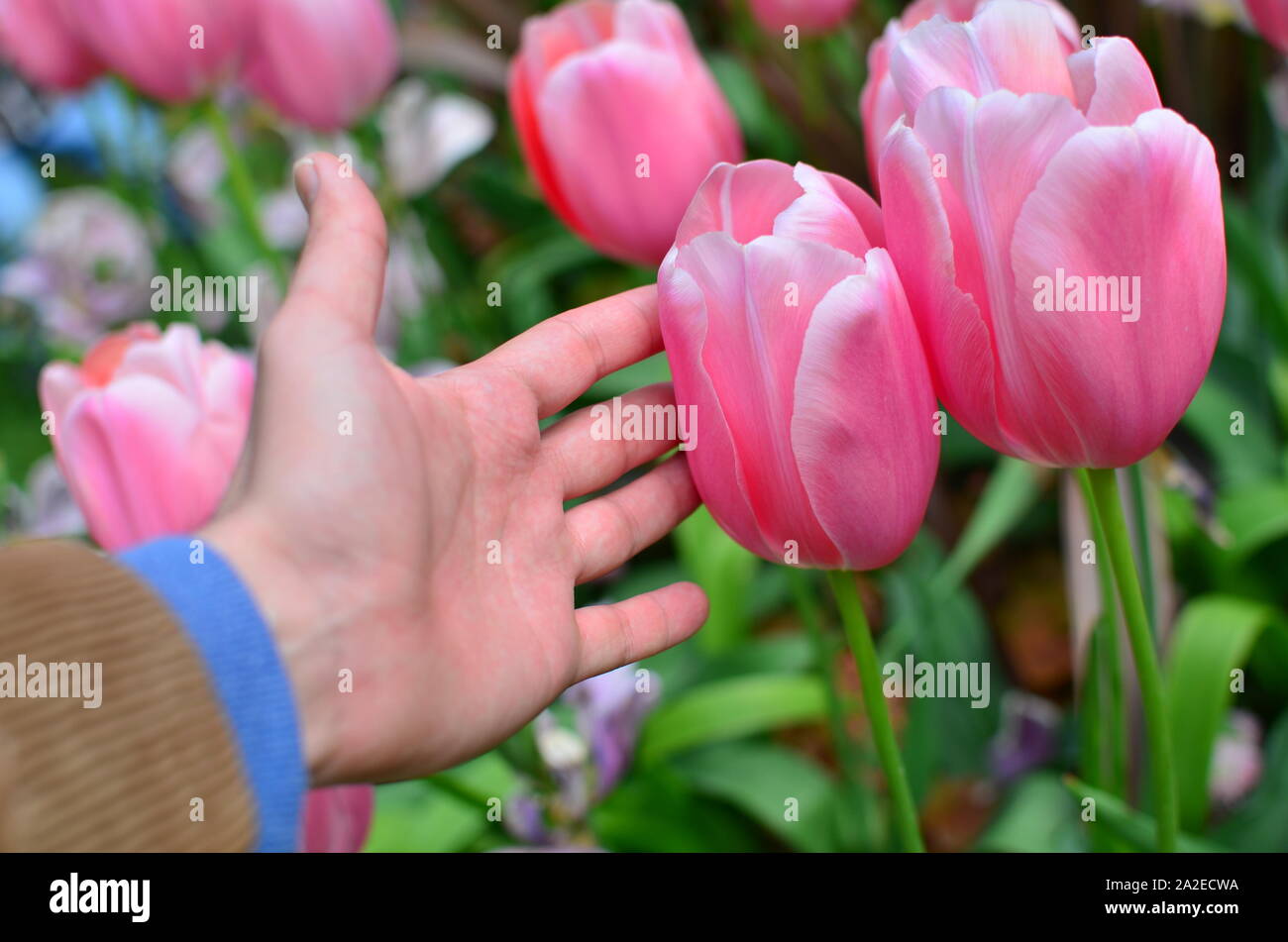 Große Tulpe 'Pink Diamond' und Hand des Menschen Daneben zum Vergleich. Stockfoto