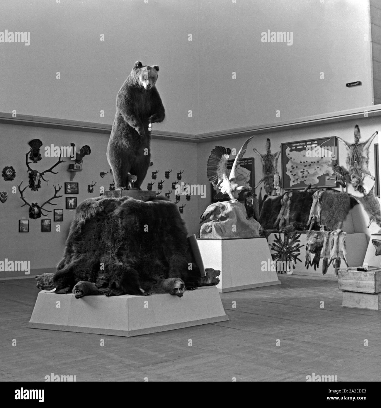 Ausstellungsraum mit Informationen über den Bären auf der Internationalen Jagdausstellung 1937 Berlin, Deutschland 1930er Jahre. Ausstellungsraum mit Informationen über die Bären auf der Internationalen Ausstellung für Jagd, Berlin 1938, in Deutschland 1930. Stockfoto