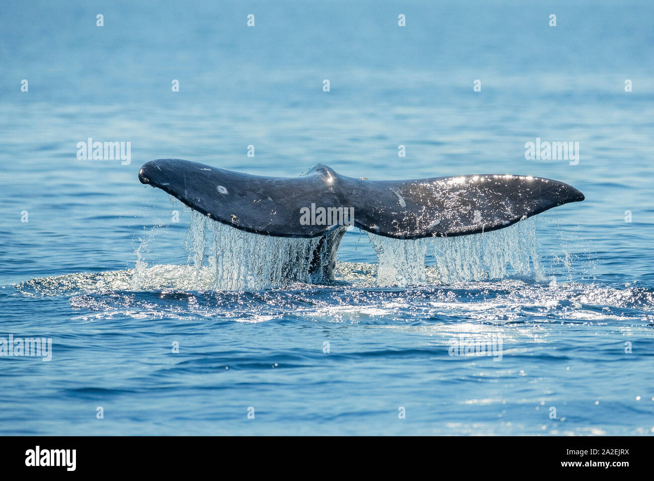 Grauwale, Eschrichtius robustus, der Fluke vor dem Tauchen, am südlichen Migration zu kalben Lagunen in Baja, San Diego, Kalifornien, USA, Pacific Stockfoto