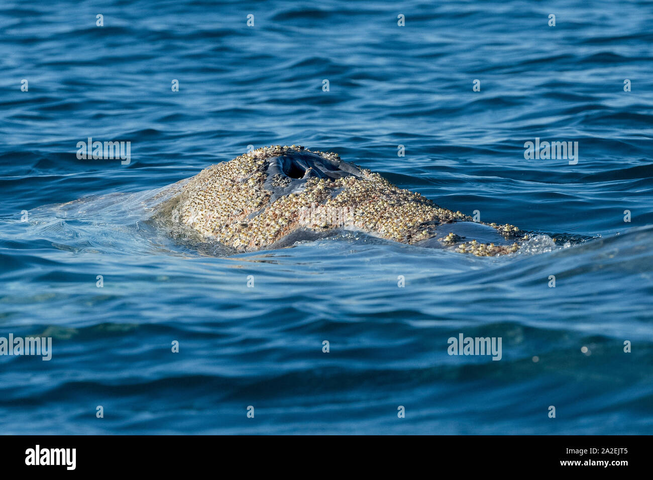 Grauwale, Eschrichtius robustus, dorsalen Aspekt, Blowhole und charakteristischen Haut mottling und ectoparasitic Seepocken und Wal Läuse (amphipo Stockfoto