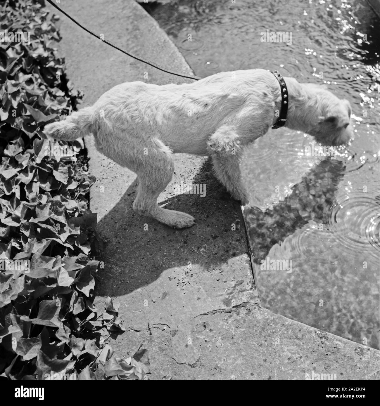 Ein Foxterrier trinkt Wasser aus einem Brunnen, Deutschland 1930er Jahre. Ein Fox Terrier Trinkwasser aus einer gut, Deutschland 1930. Stockfoto