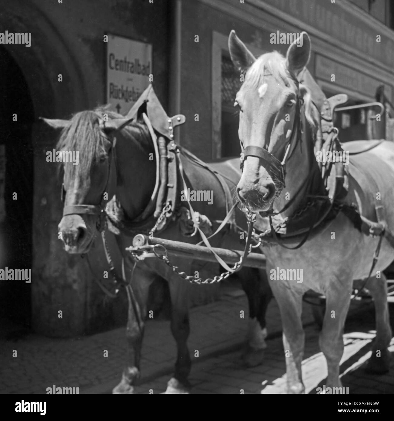 Zwei Arbeitspferde vor dem Rückgebäude des Centralbades in Regensburg, Deutschland 1930er Jahre. Zwei Pferde vor dem hinteren Gebäude der Regensburger Centralbad Pool, Deutschland 1930. Stockfoto