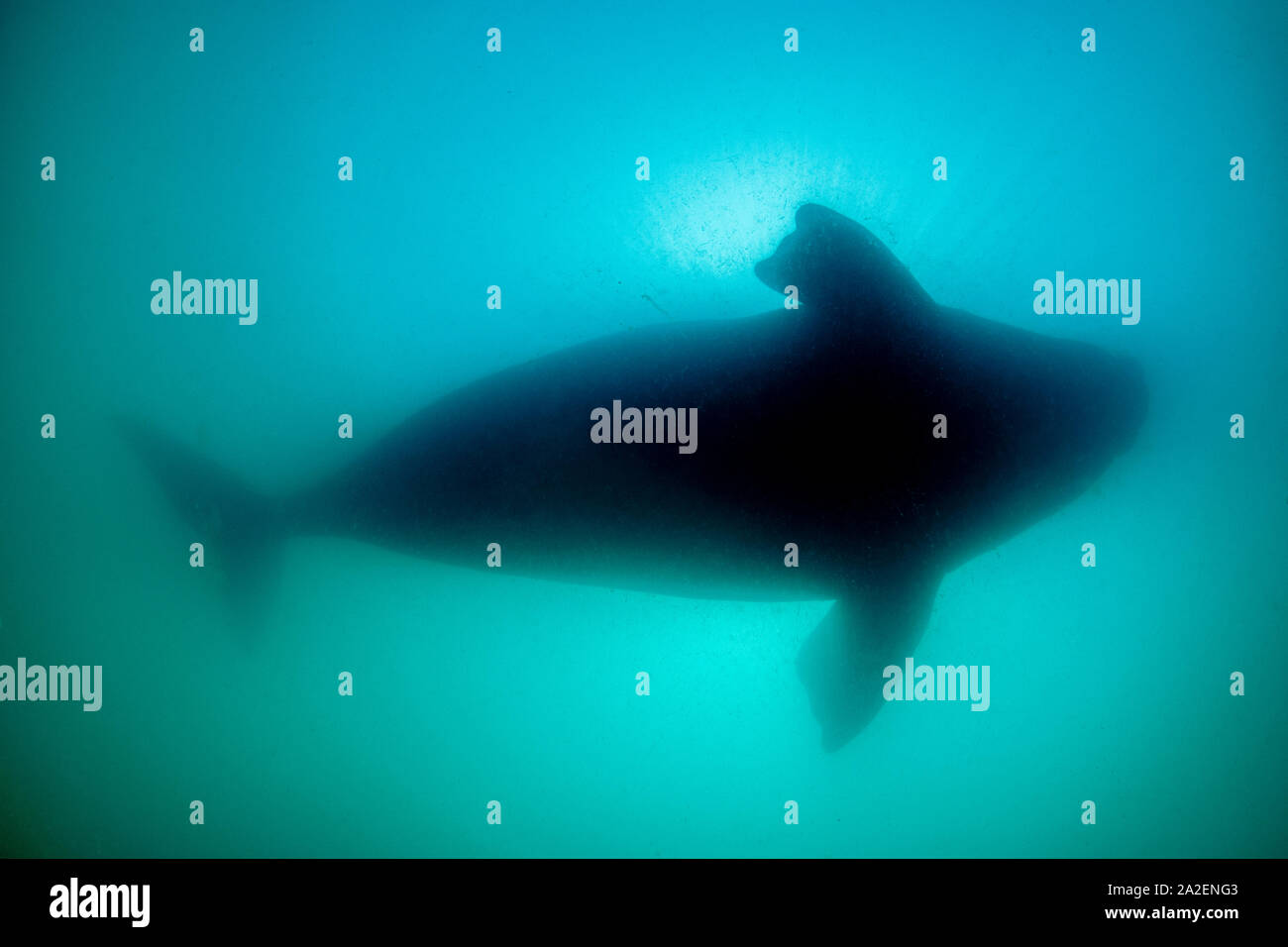 Silhouette von Southern Right Whale, Eubalaena Australis, Erhaltung abhängig (IUCN), UNESCO-Weltnaturerbe, Golfo Nuevo, Halbinsel Val Stockfoto