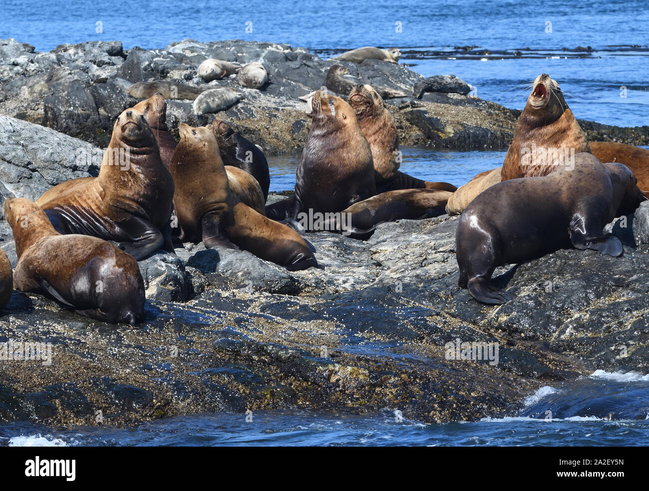 Steller Seelöwen oder nördlichen Seelöwen (Eumetopias jubatus) Entspannen auf Felsen. Rennen Felsen, Victoria, British Columbia, Kanada. Stockfoto