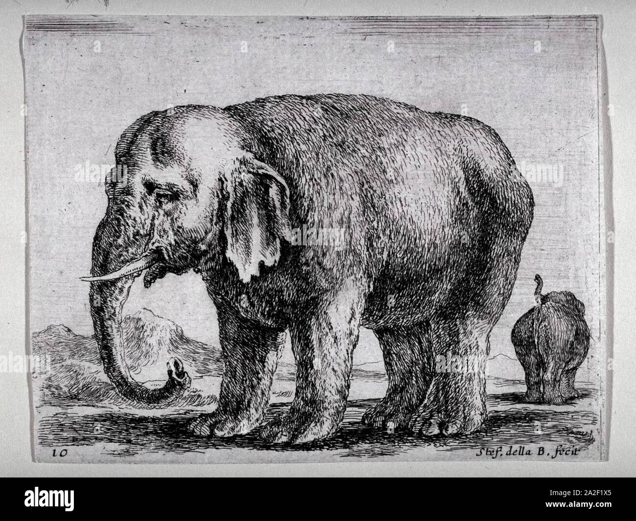Elefant (Diversi Animali). Stockfoto