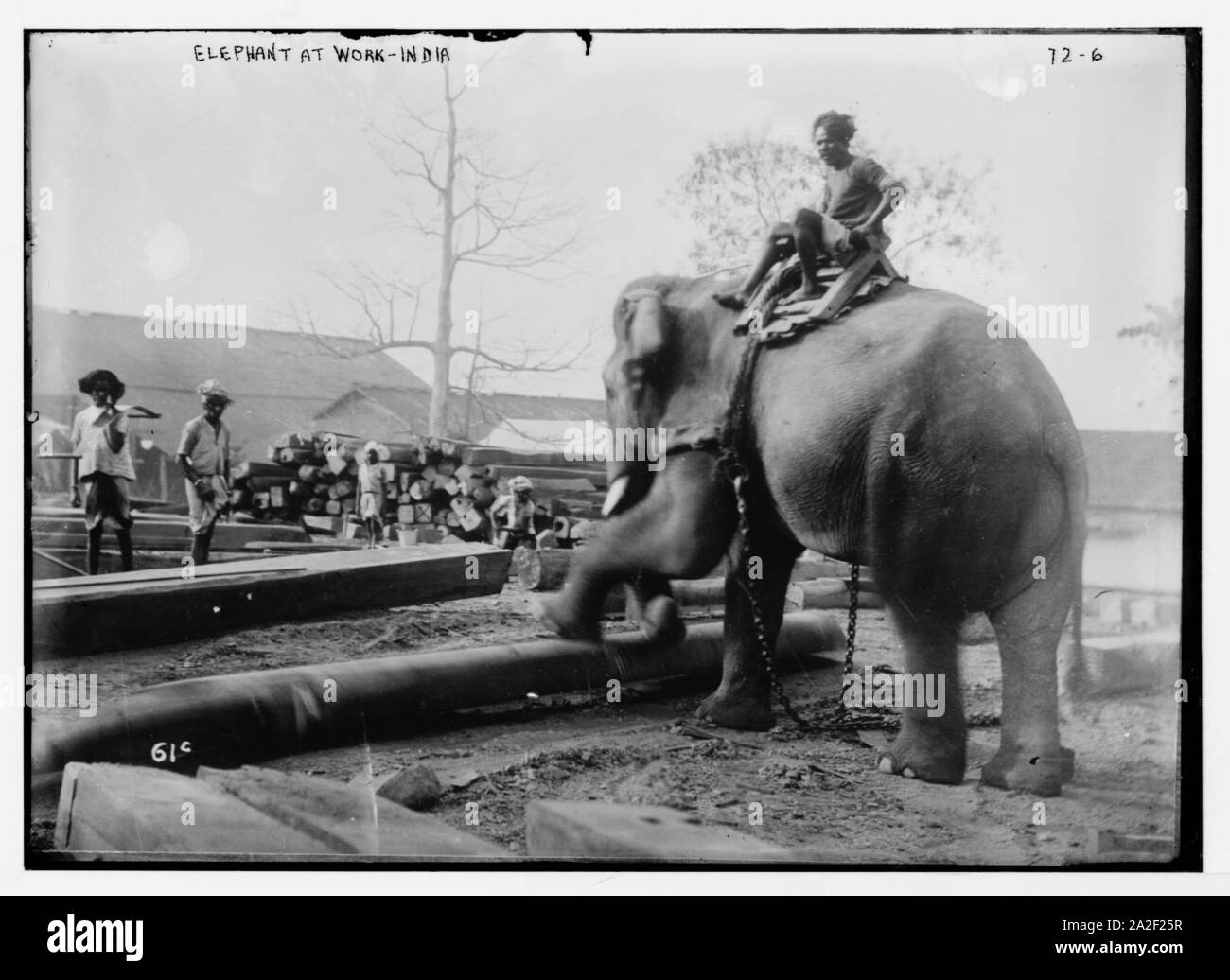 Elefanten arbeiten, Indien Stockfoto