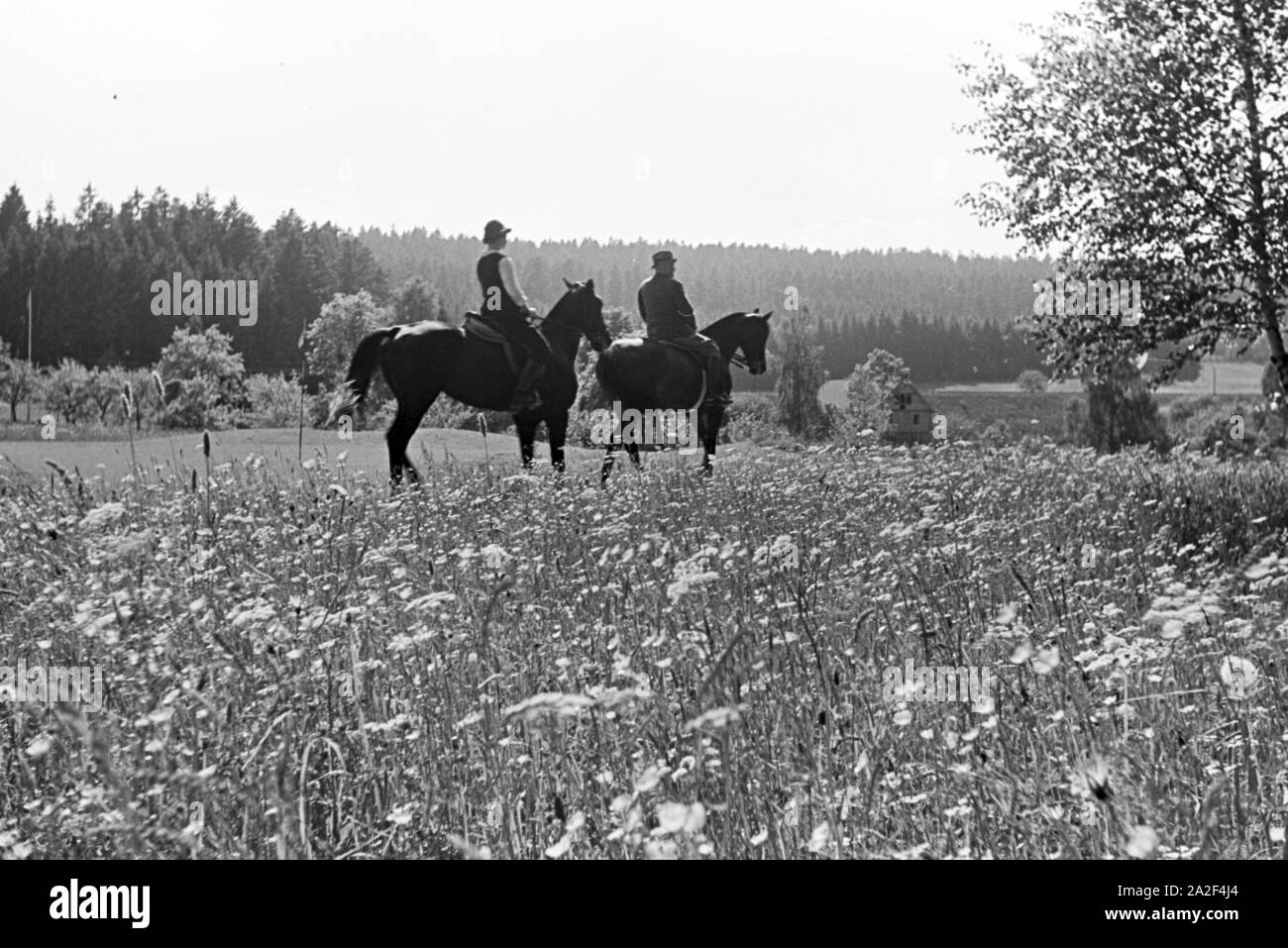 Reiter bei einem Reitausflug im Wald bei Freudenstadt, Deutschland 1930er Jahre. Reiter auf einem Pferd reiten Reise in den Wäldern in der Nähe von Freudenstadt, Deutschland 1930. Stockfoto