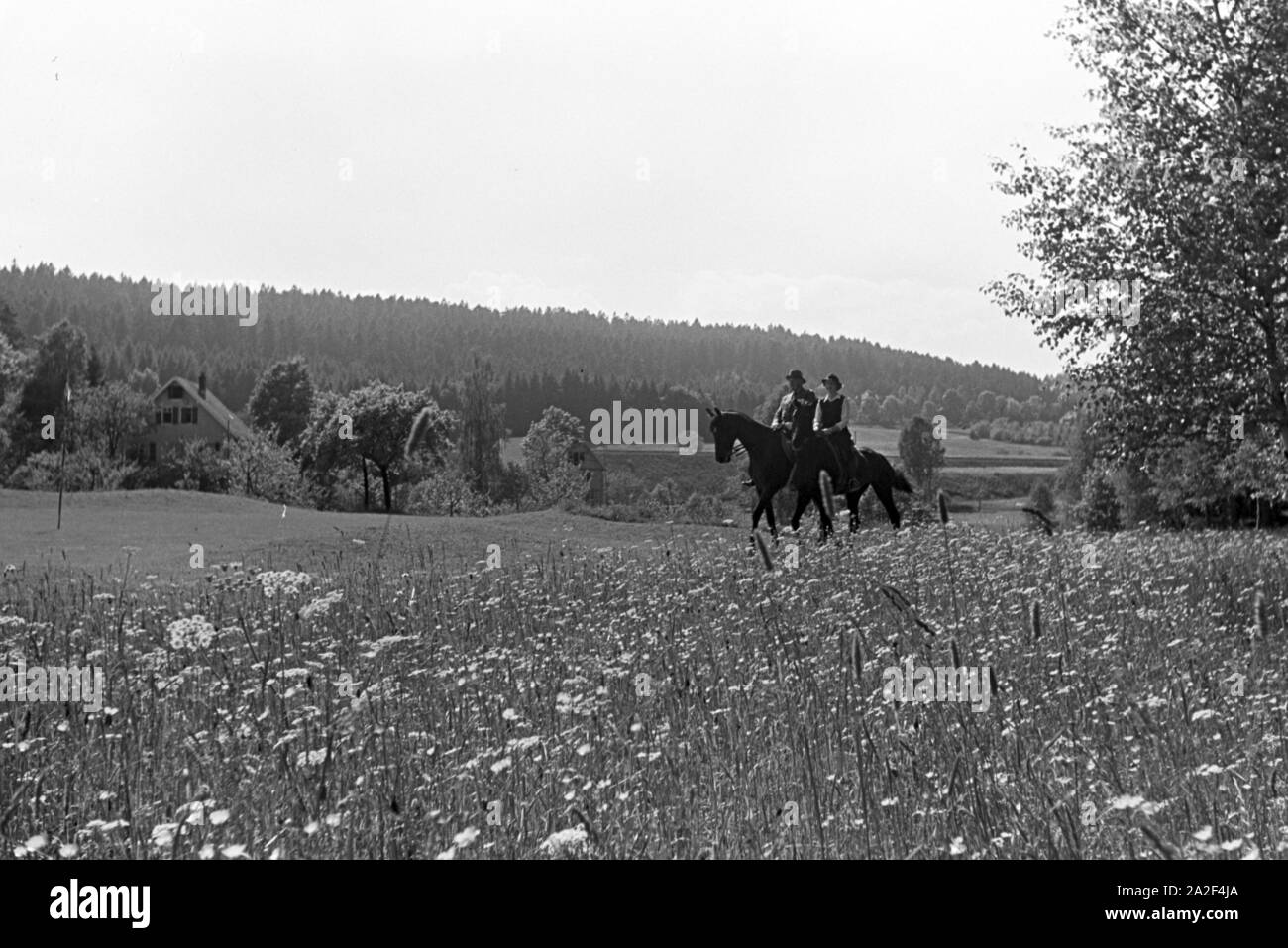 Reiter bei einem Reitausflug im Wald bei Freudenstadt, Deutschland 1930er Jahre. Reiter auf einem Pferd reiten Reise in den Wäldern in der Nähe von Freudenstadt, Deutschland 1930. Stockfoto