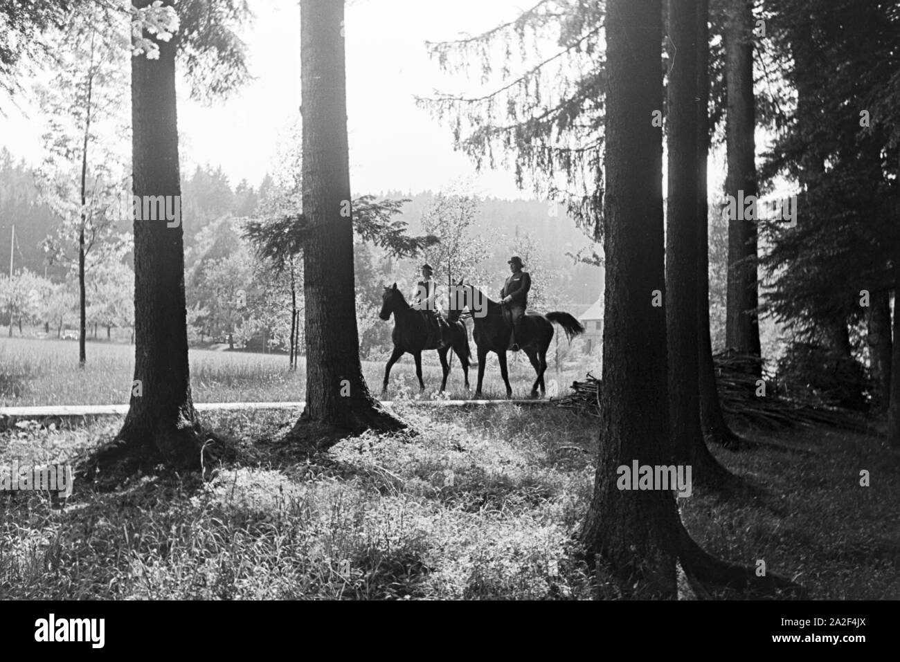 Reiter bei einem Reitausflug im Wald bei Freudenstadt, Deutschland 1930er Jahre. Reiter auf einem Pferd reiten Reise in den Wäldern in der Nähe von Freudenstadt, Deutschland 1930. Stockfoto