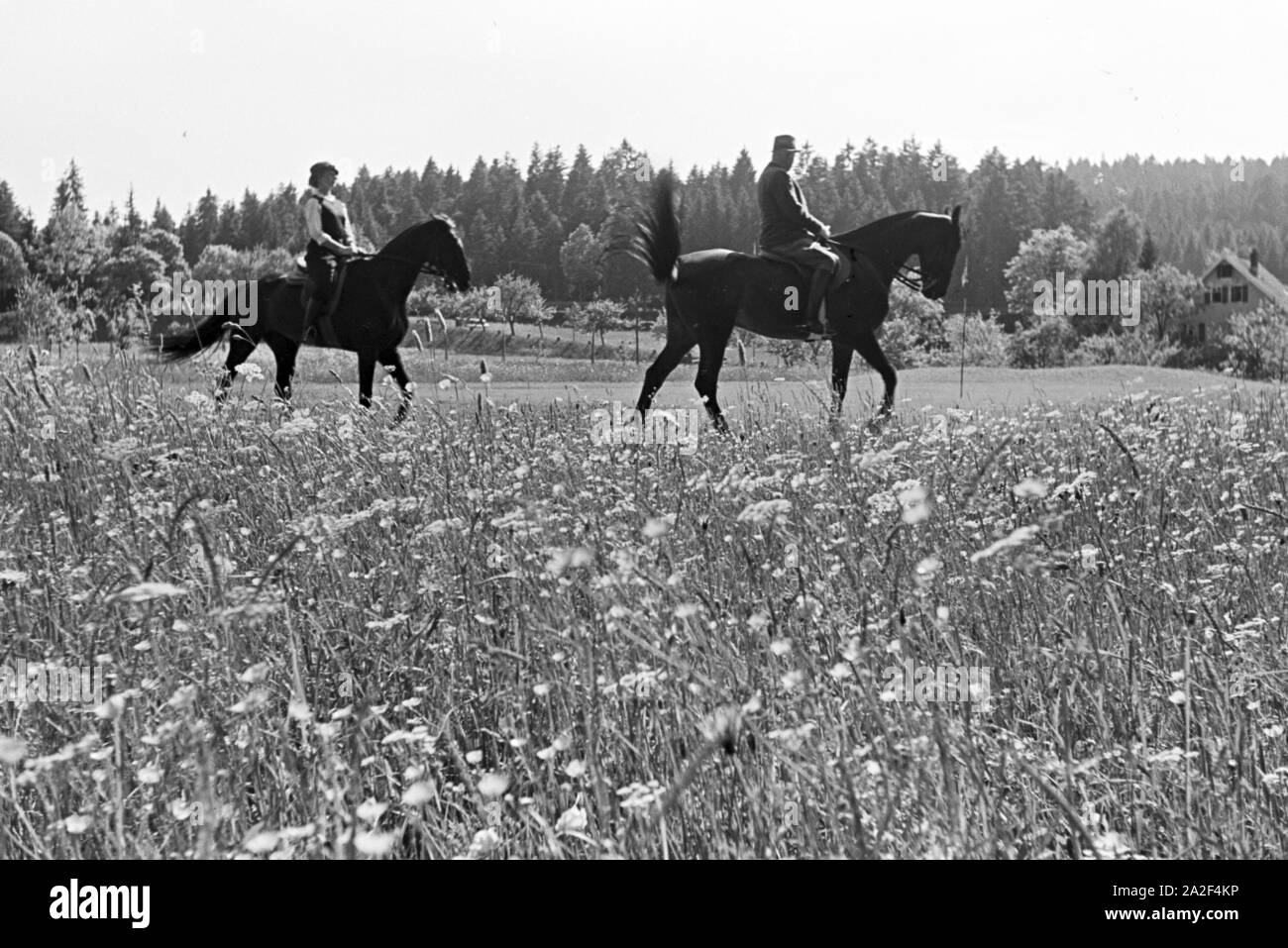 Reiter bei einem Reitausflug im Wald bei Freudenstadt, Deutschland 1930er Jahre. Reiter auf einem Pferd reiten Reise in den Wäldern in der Nähe von Freudenstadt, Deutschland 1930. Stockfoto