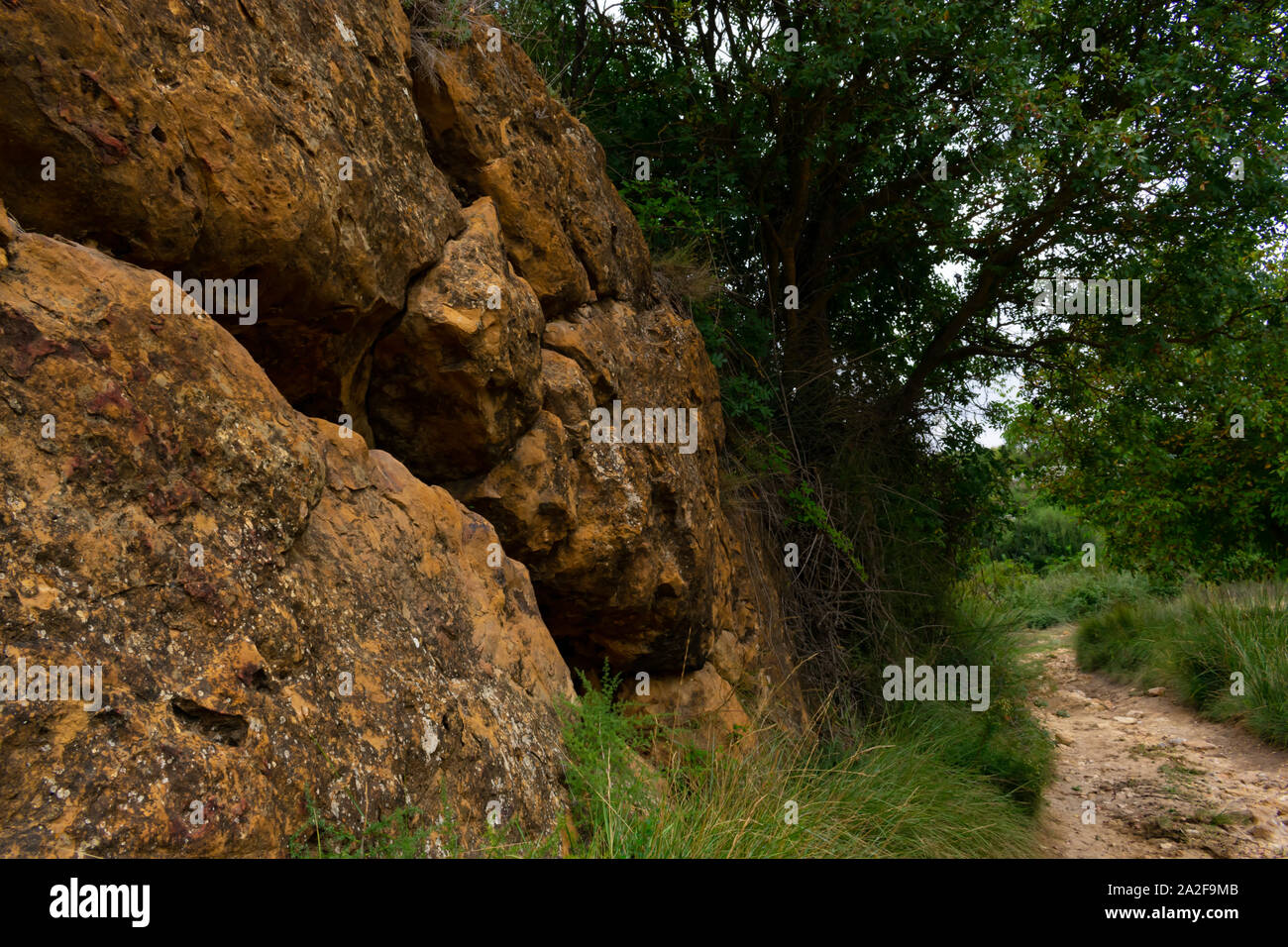 Weg im Wald Stockfoto