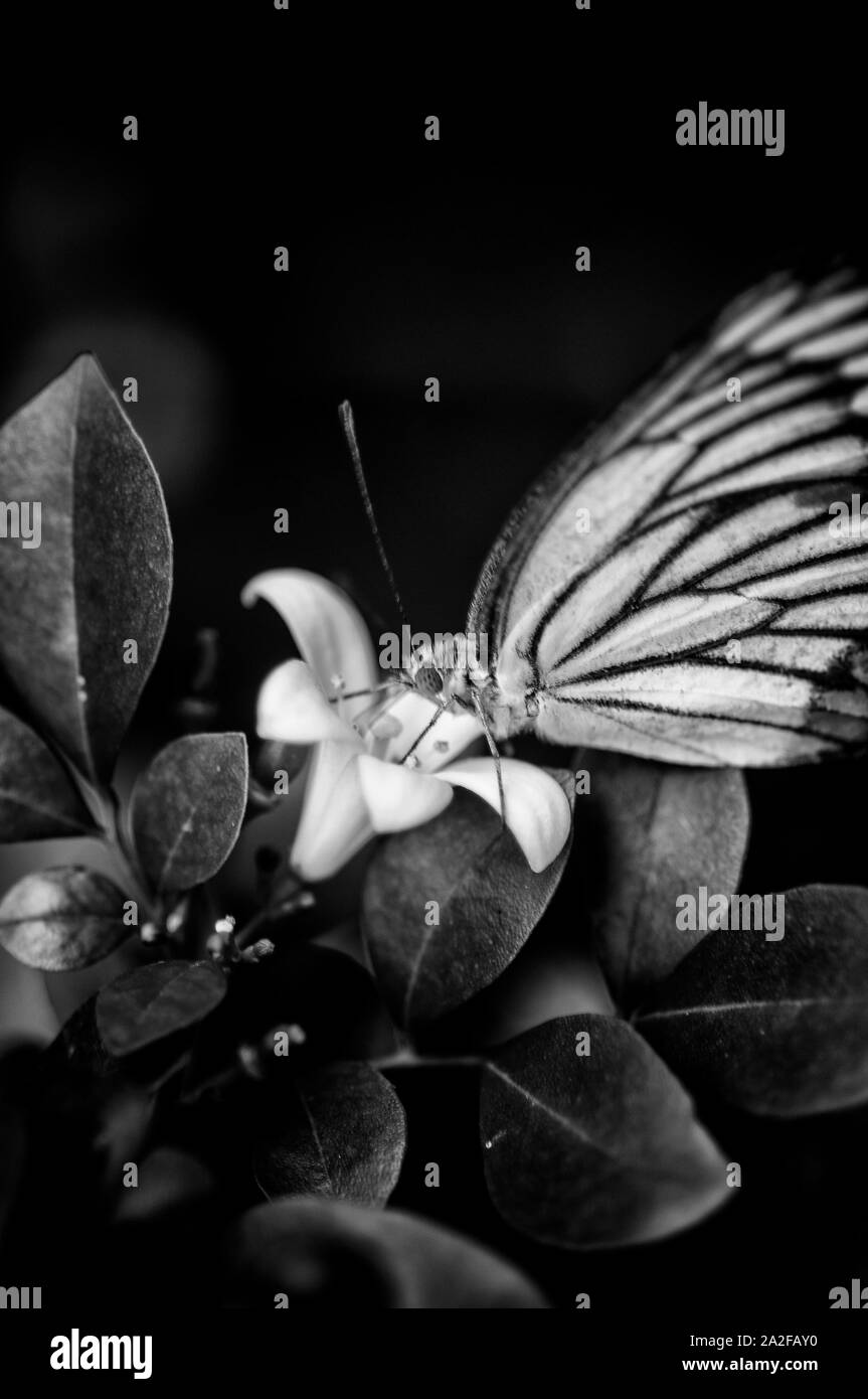 Schmetterling auf BW Stockfoto
