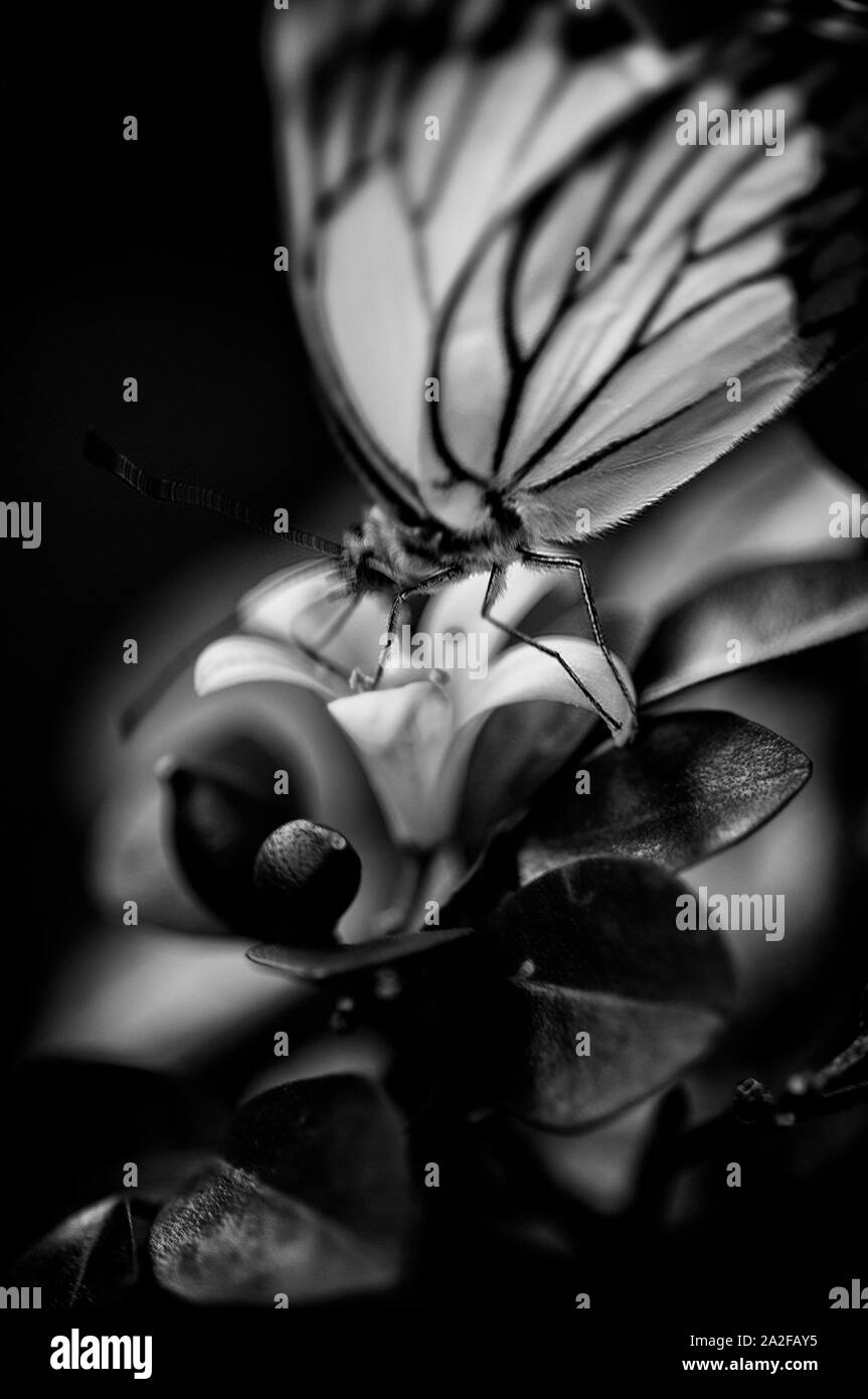 Schmetterling auf BW Stockfoto