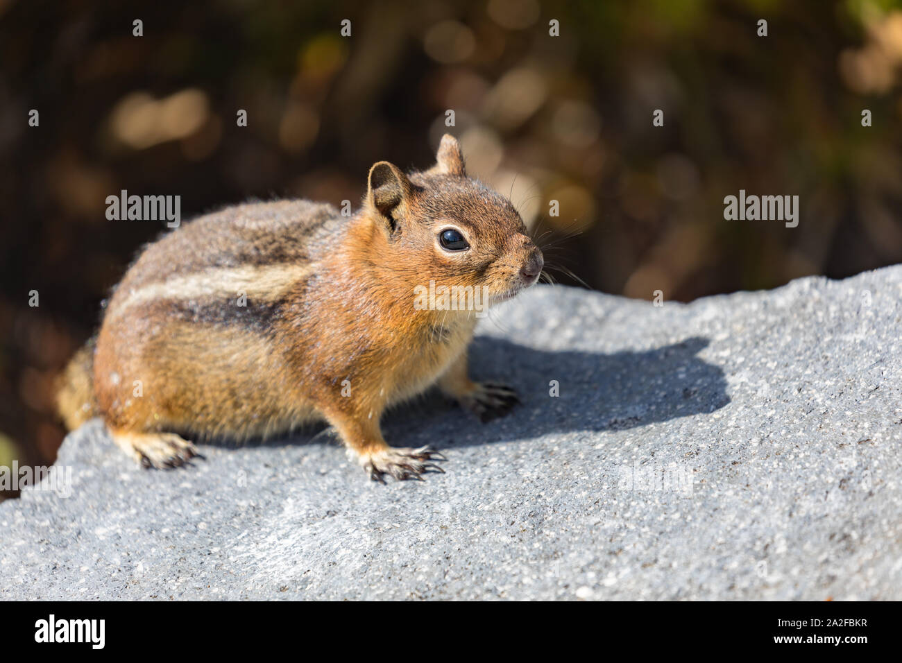 Eine neugierige Golden-mantled Ground Squirrel auf einem Felsen in der Mt. Rainier National Park in Washington State Stockfoto