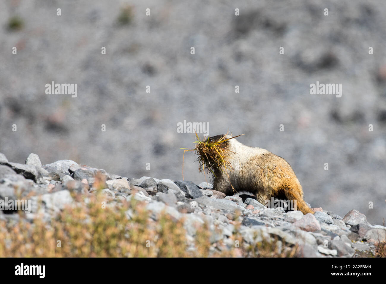 Ein Hoary marmot Sammeln von Gräsern aus einem nahe gelegenen Wiese im Mount Rainier National Park in Washington State Stockfoto