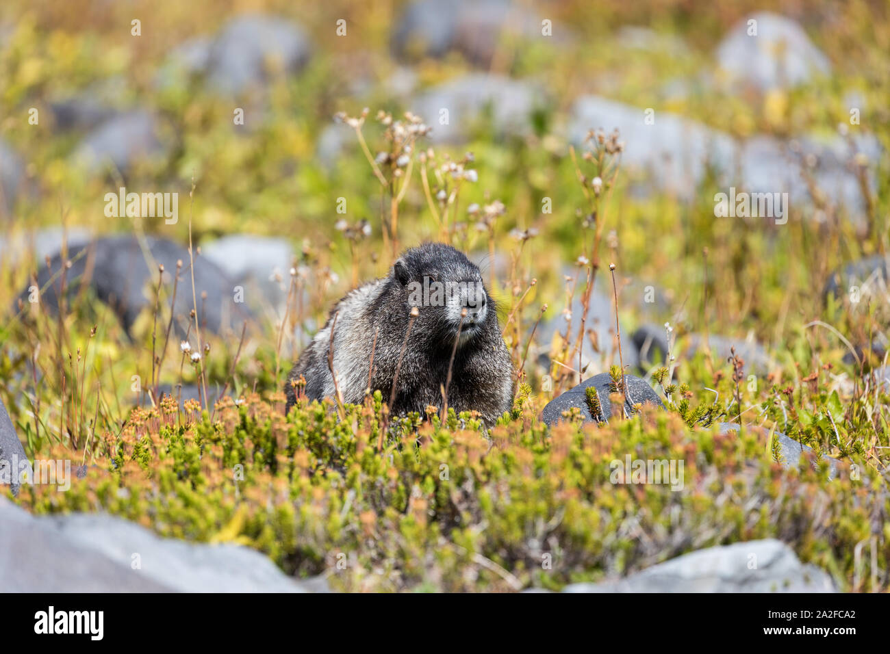 Ein hoary Marmot auf einer Wiese im Mount Rainier National Park in Washington State Stockfoto