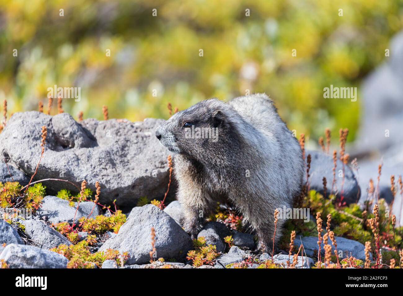 Ein hoary Marmot auf einer Wiese im Mount Rainier National Park in Washington State Stockfoto
