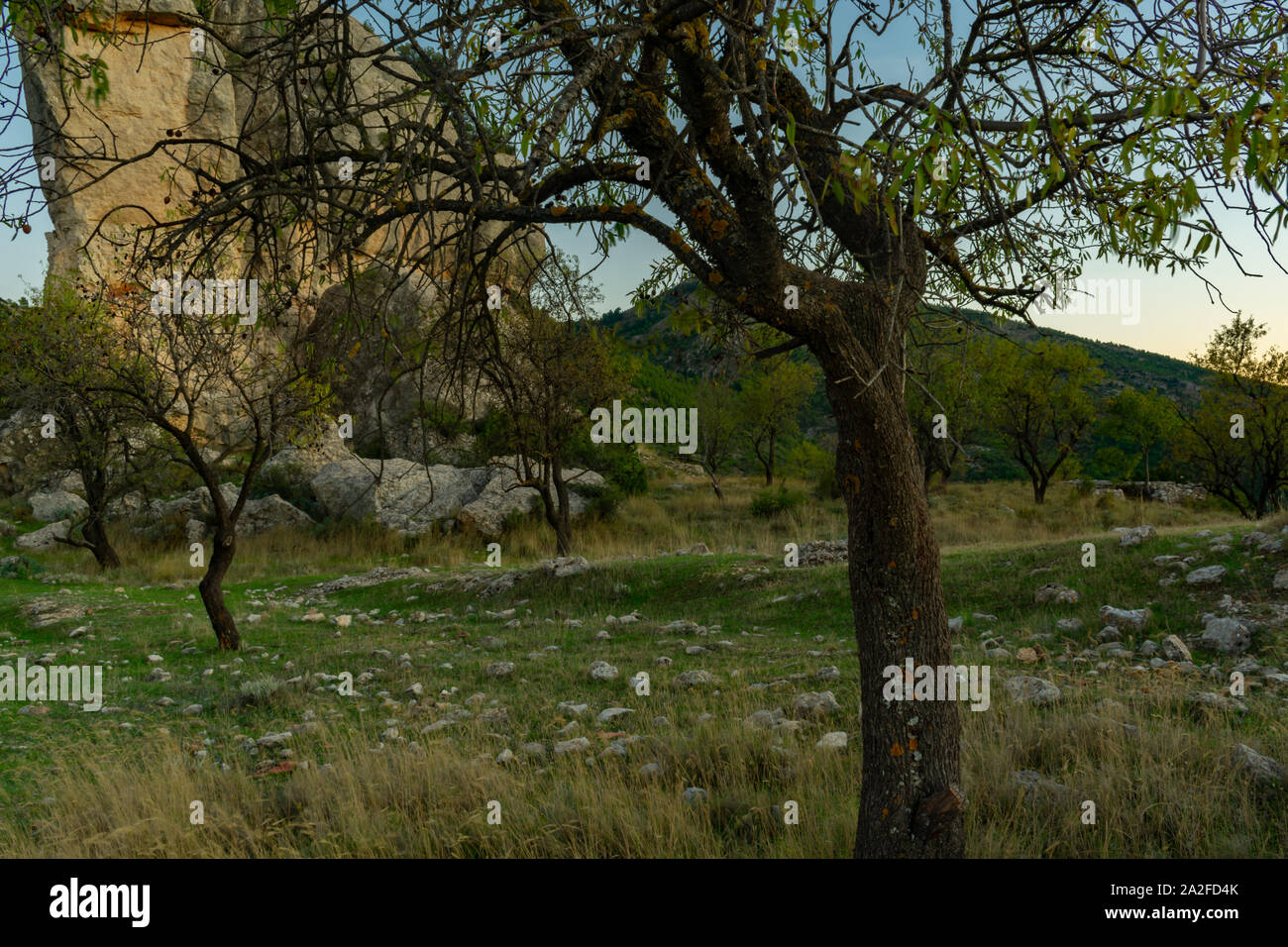 Der mandelbaum ist ein üppiger Regenwald Baum in Benizar, Dorf Moratalla (Spanien) Stockfoto