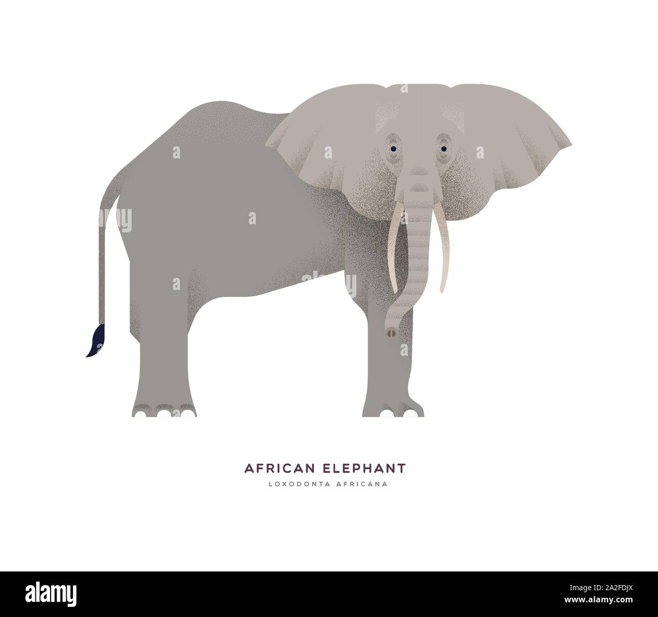 Afrikanischen Busch Elefant Abbildung auf isolierte Hintergrund, Afrika Safari oder Zoo Tier Konzept. Pädagogische wildlife Design mit Pflanzenarten name La Stock Vektor