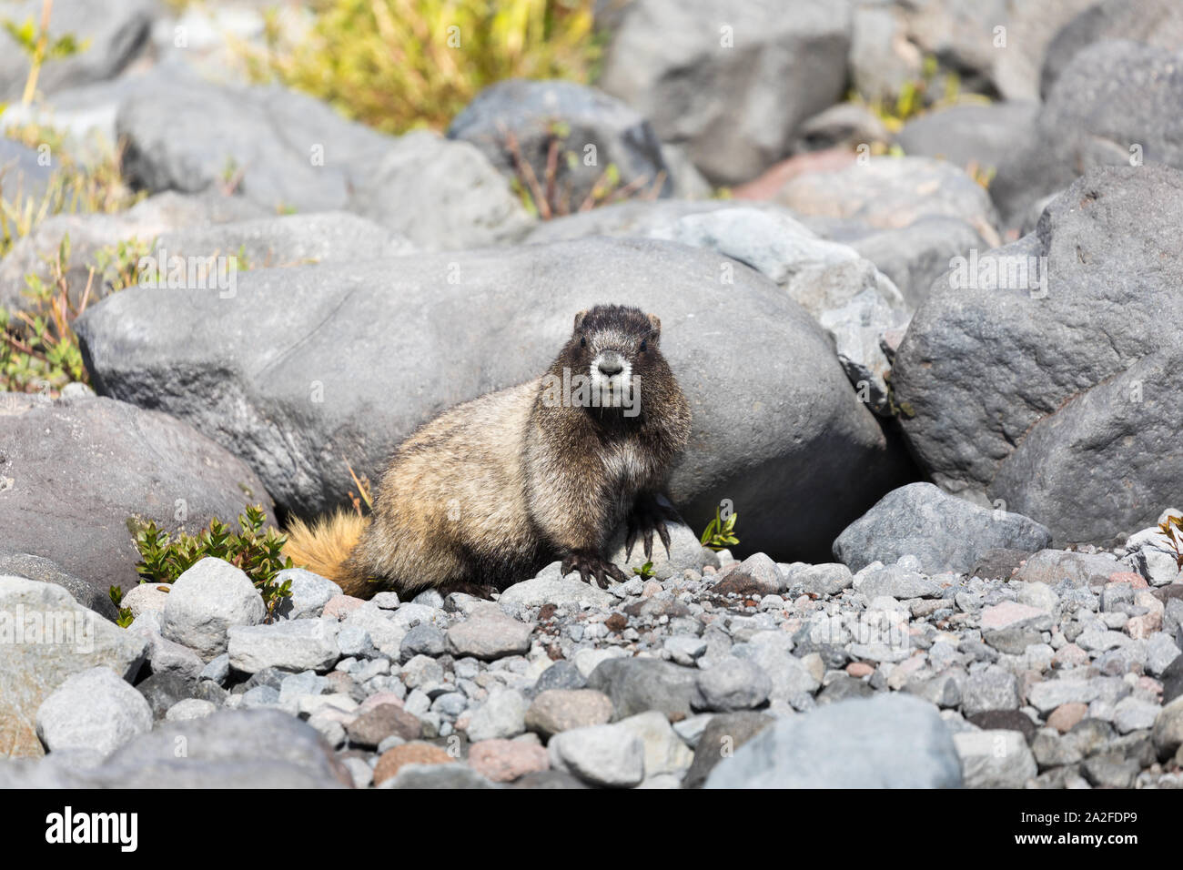 Ein hoary Marmot sitzt vor der Höhle in Mt Rainier National Park im Staat Washington in die Kamera starrt Stockfoto