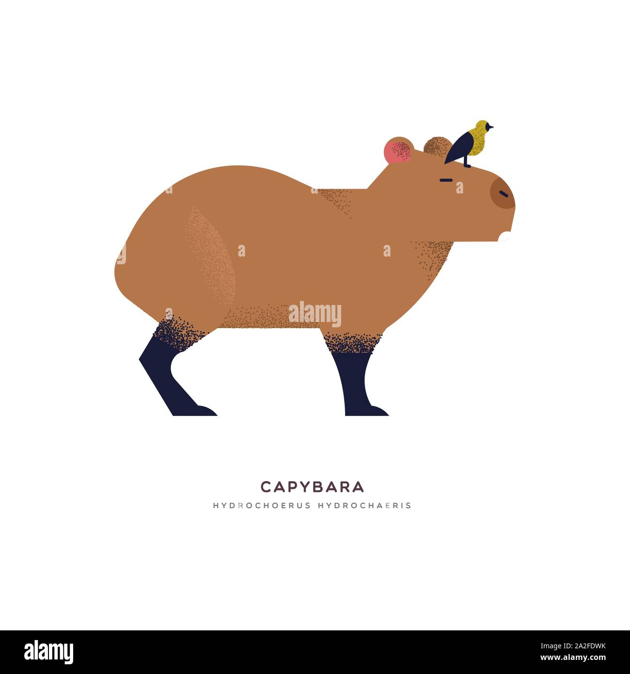 Capybara Abbildung auf isoliert weißer Hintergrund, Südamerika Zoo Tier Konzept. Pädagogische wildlife Design mit Pflanzenarten Name Label. Stock Vektor