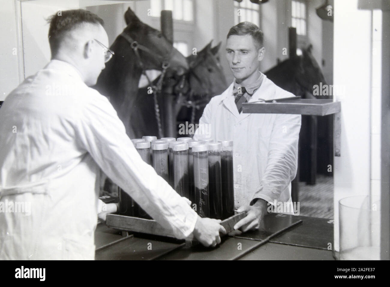 Mitarbeiter der Behringwerke mit Blutproben der in den Werken gehaltenen Serumpferde, sterben zur Gewinnung von Antikörpern von diesem wie Tetanus und Diphtherie eingesetzt wurden, Marburg, Deutschland 1930er Jahre. Mitarbeiter der Behringwerke mit Blutproben der Serum Pferde in der Fabrik für die Isolierung von Antikörpern gegen Krankheiten wie Tetanus und Diphtherie, Marburg, Deutschland 1930. Stockfoto