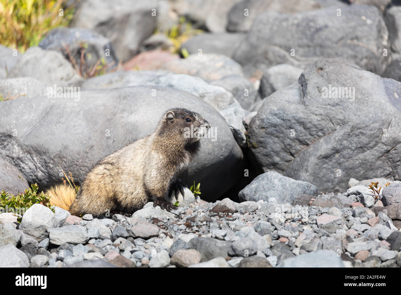 Ein hoary Marmot sitzt vor der Höhle in Mt Rainier National Park in Washington State Stockfoto