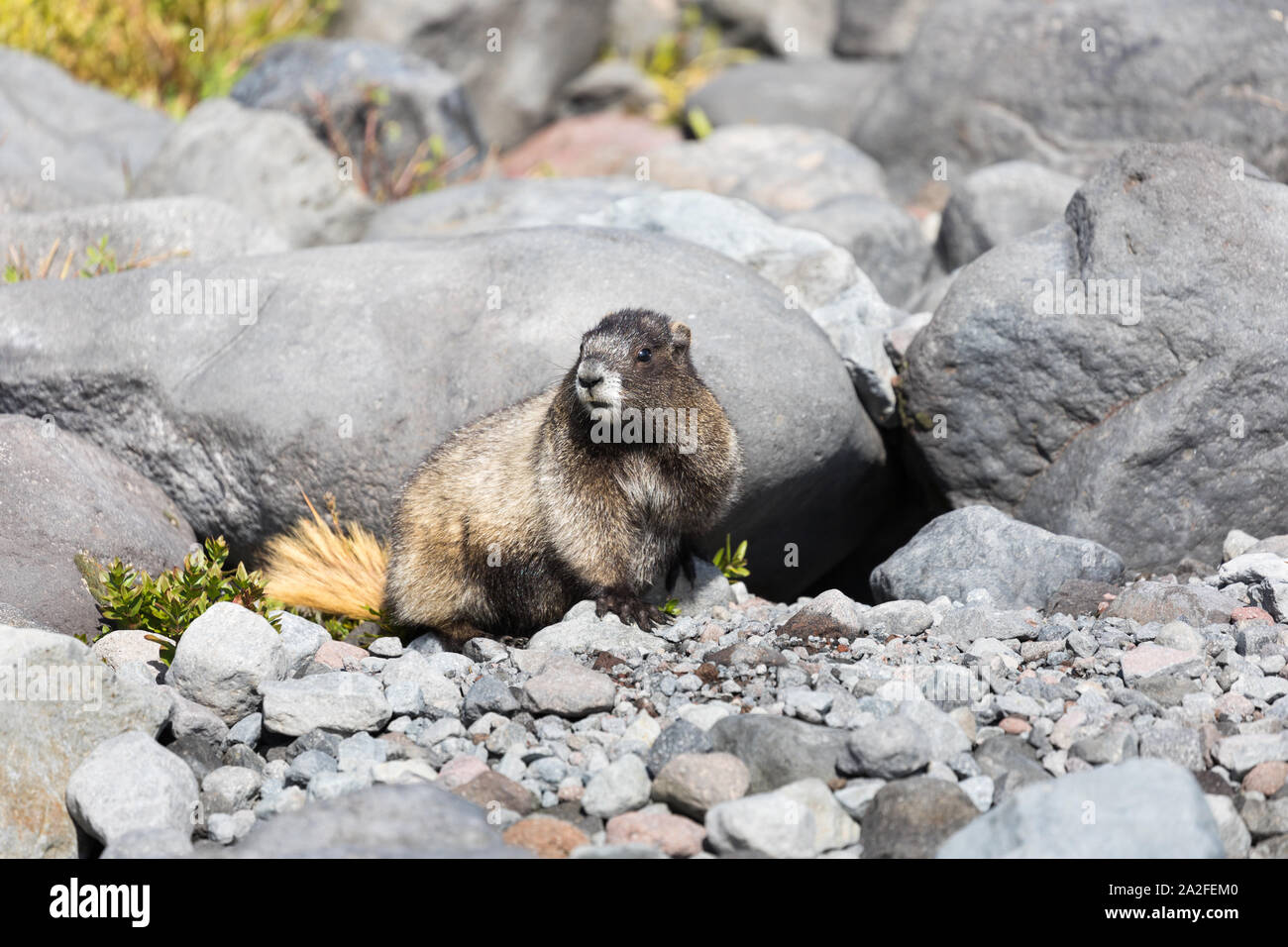 Ein hoary Marmot sitzt vor der Höhle in Mt Rainier National Park in Washington State Stockfoto