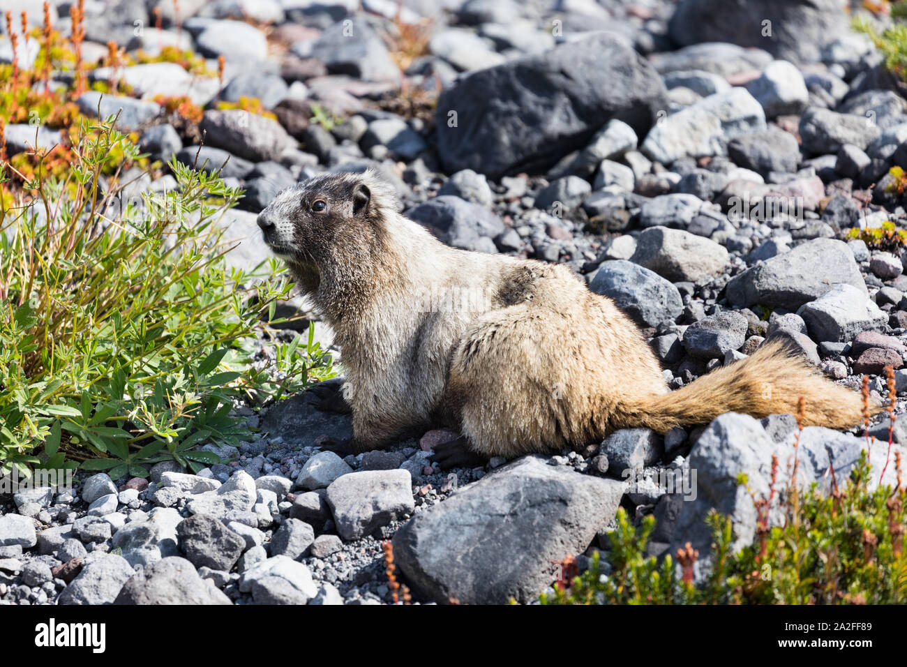 Ein hoary Marmot in Mt Rainier National Park in Washington State Stockfoto