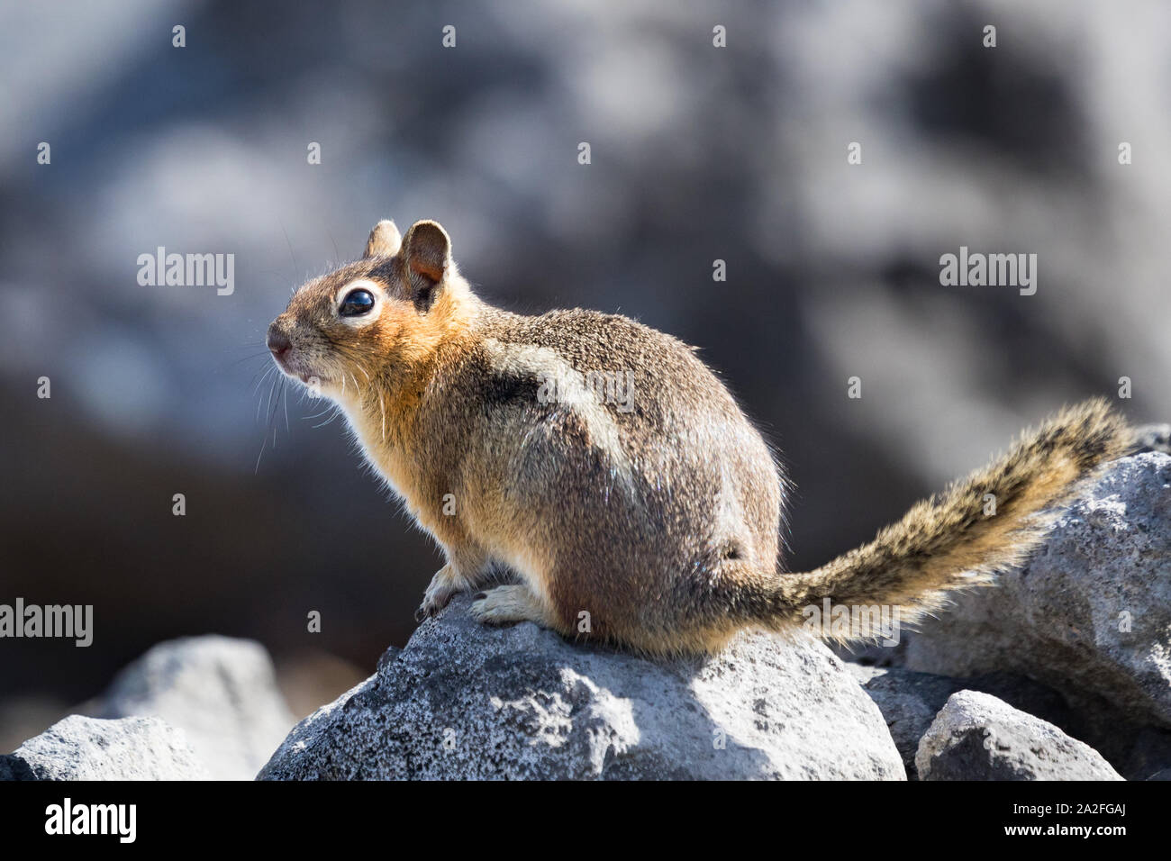 Eine neugierige Golden-mantled Ground Squirrel auf einem Felsen in der Mt. Rainier National Park in Washington State Stockfoto