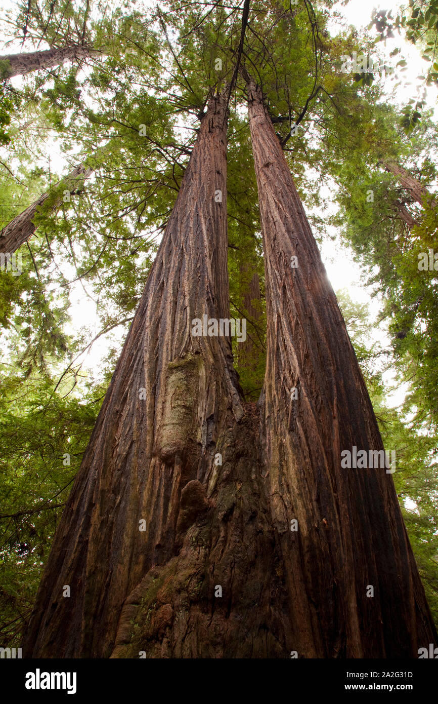 Redwood Forest, Humboldt State Park, CA Stockfoto