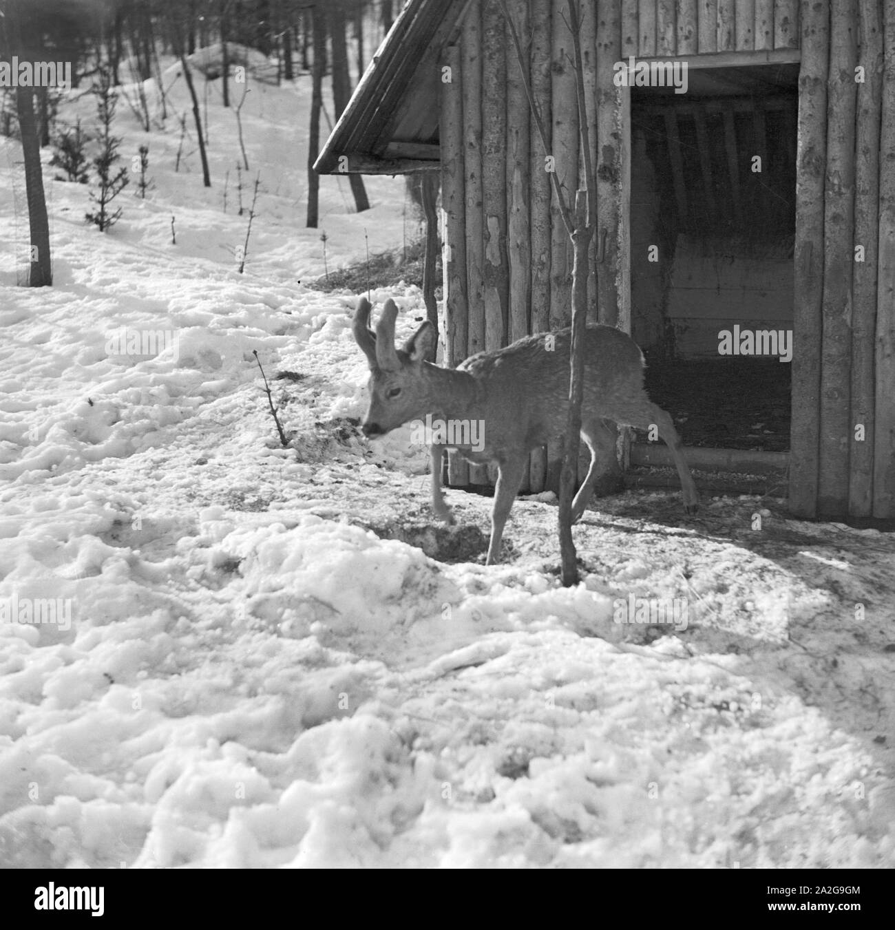 Ein Ausflug in das Skigebiet Reheberg im Erzgebirge, Deutsches Reich 30er Jahre. Einen Ausflug in das Skigebiet Reheberg im Erzgebirge, Germa Stockfoto