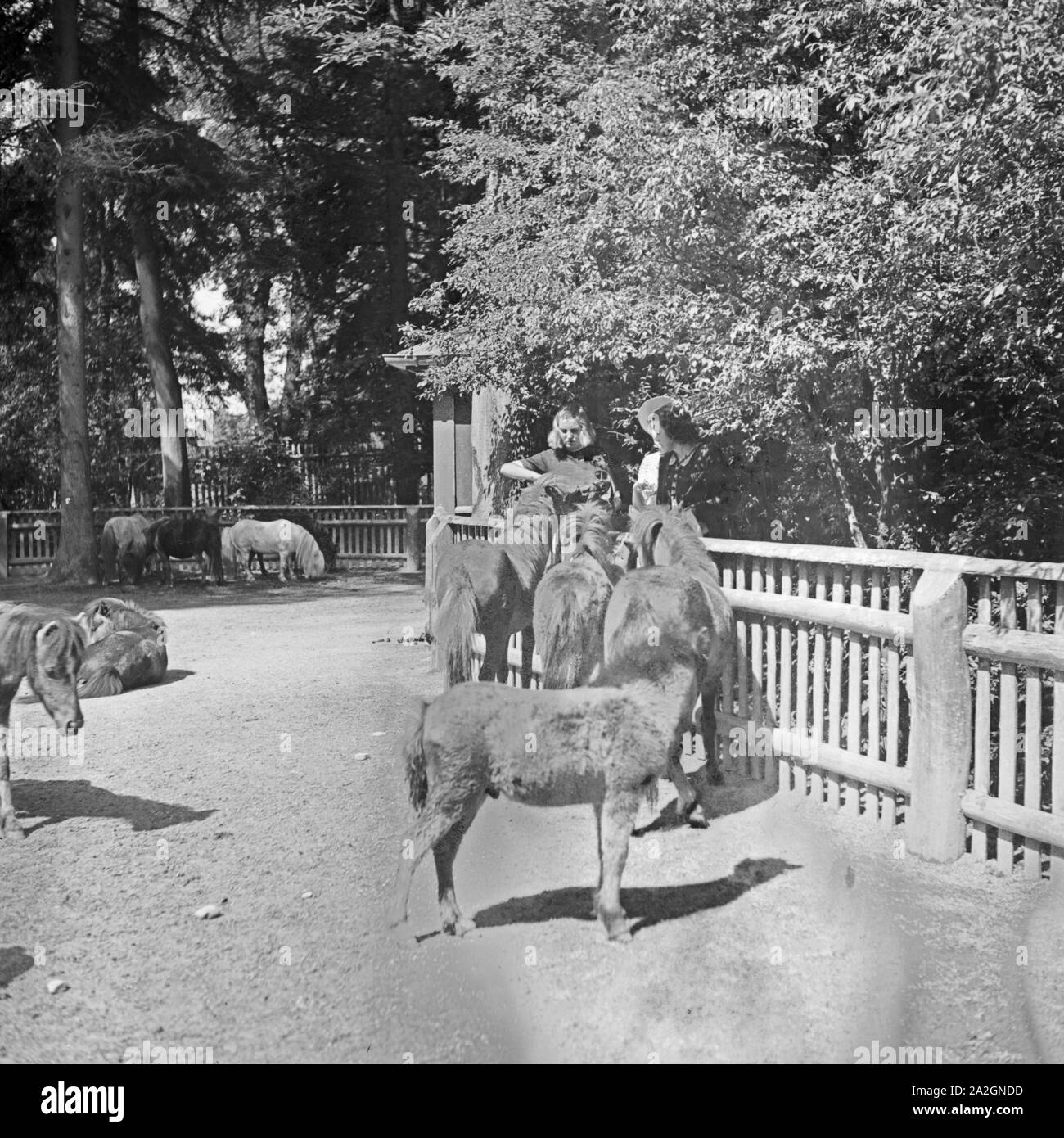 Drei junge Frauen am Ponygehege im Tierpark Wilhelma in Stuttgart, Deutschland, 1930er Jahre. Drei junge Frauen, die am pony Compound in der Wilhelma zoologischer Gärten bei Stuttgart, Deutschland 1930. Stockfoto