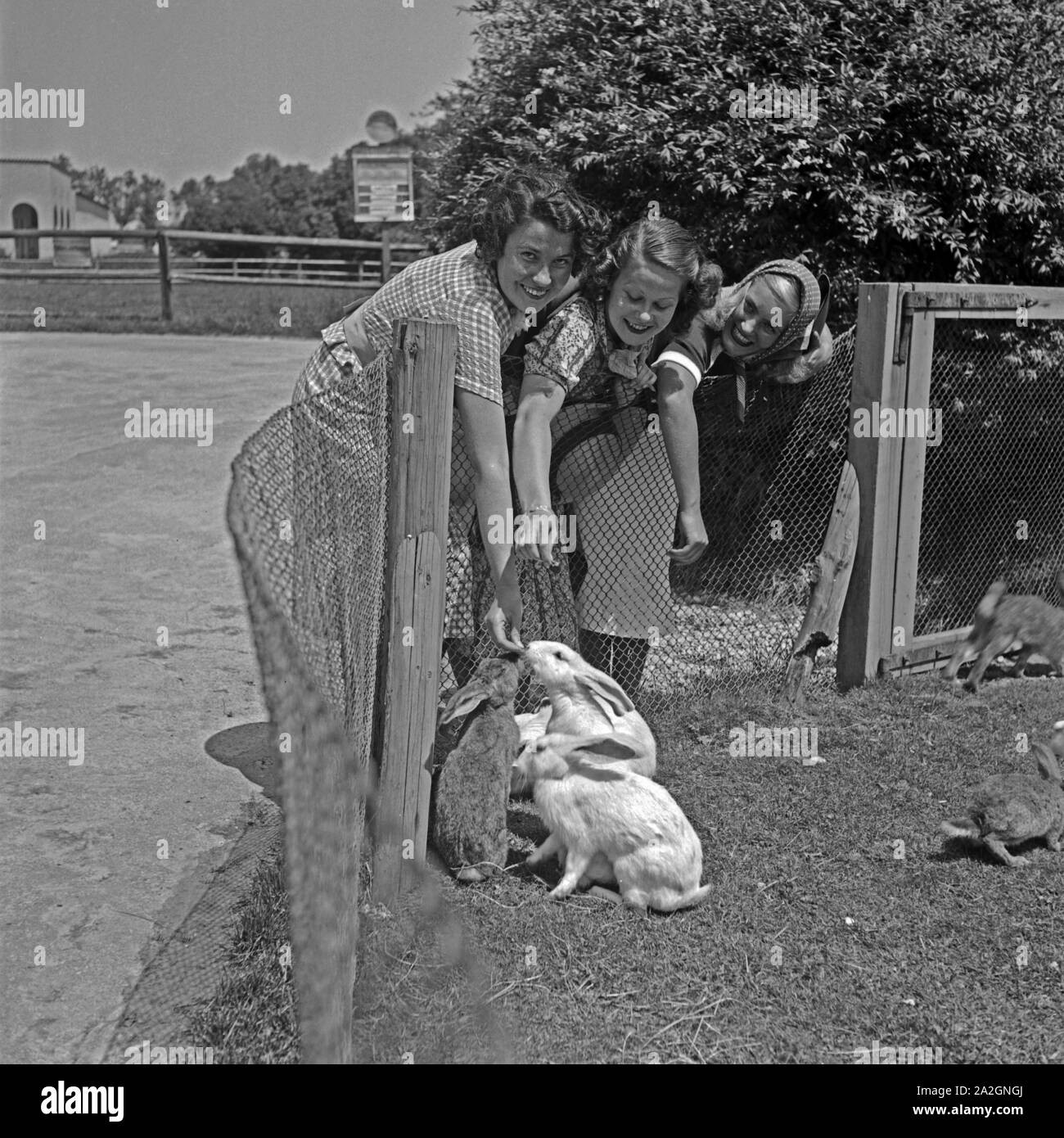 Drei junge Frau sind beim Zoobesuch im Streichelzoo bei den Hasen und Kaninchen German/Dutch, Deutschland 1930er Jahre. Drei junge Frauen an der Kaninchen und Hasen Streichelzoo angekommen, Deutschland 1930. Stockfoto