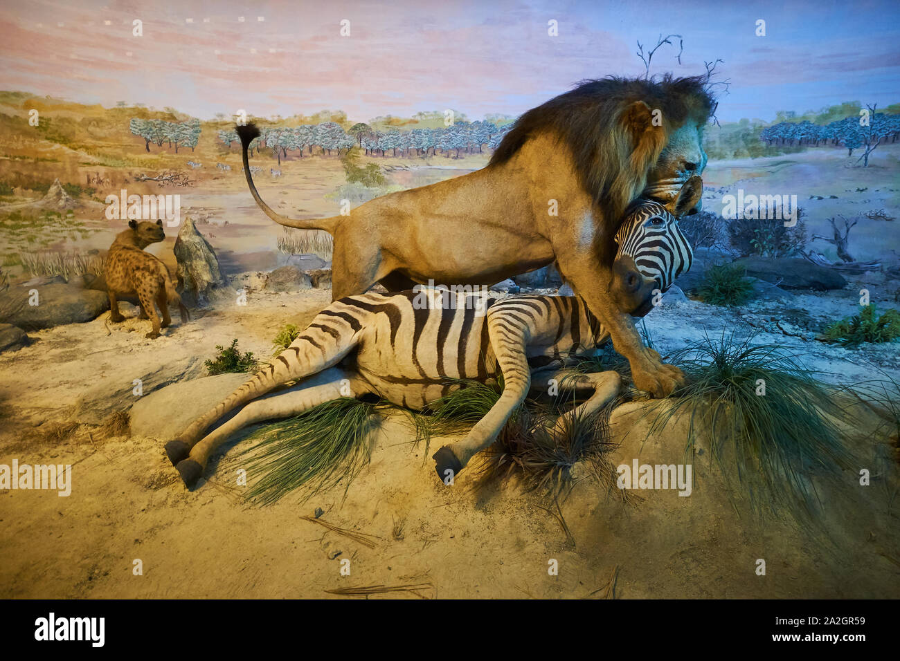 Ein Beispiel für eine männliche Löwe mit seinem Zebra Töten in einem taxidermy Diorama am Natural History Museum Satwa in Batu Stadt, Indonesien. Stockfoto
