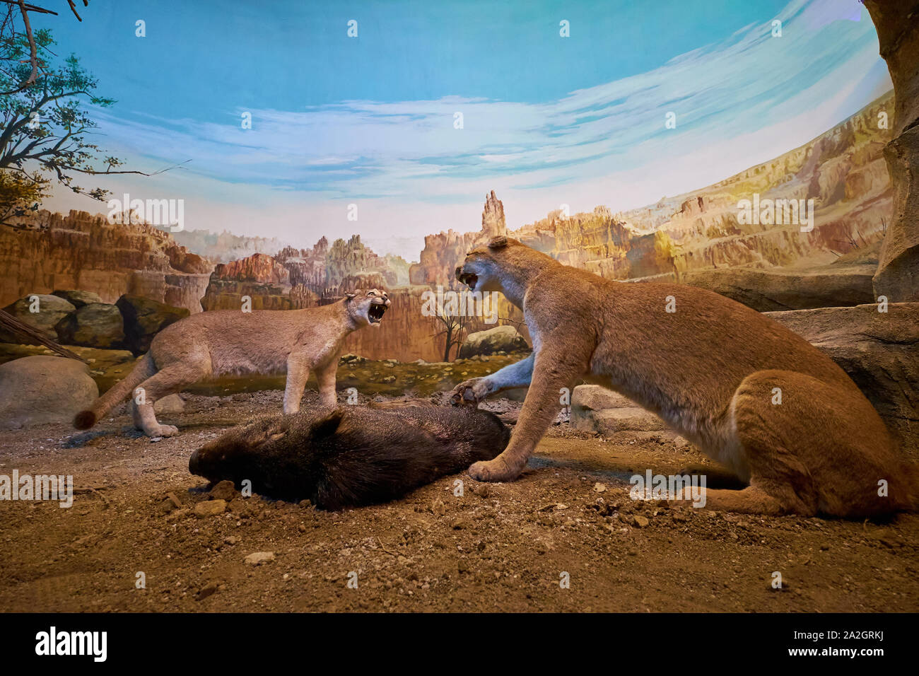 Ein Beispiel für zwei Cougars über einen toten Collared peccary in einem taxidermy Diorama am Natural History Museum Satwa in Batu Stadt, Indonesien kämpfen. Stockfoto