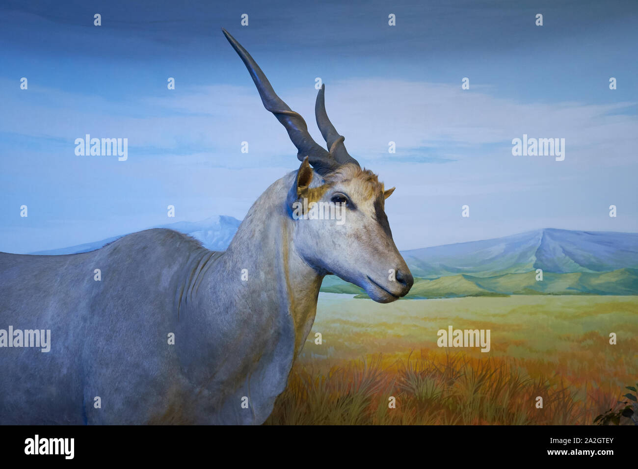 Ein Beispiel für eine gemeinsame Eland in einem taxidermy Diorama am Natural History Museum Satwa in Batu Stadt, Indonesien. Stockfoto